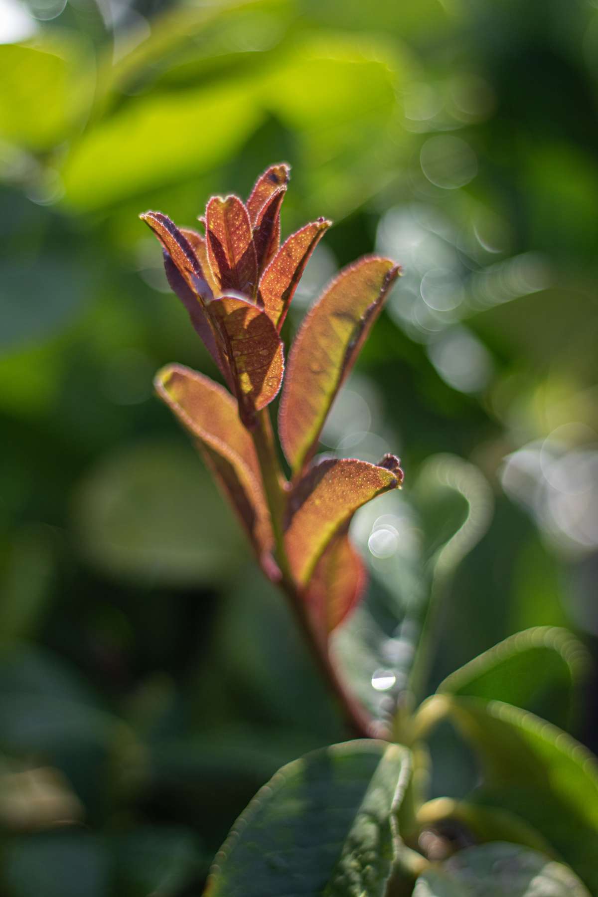 Buddhas Hand Zitrone [Mezzo] - Citrus medica ‘Digitata’ - Mano di Buddha