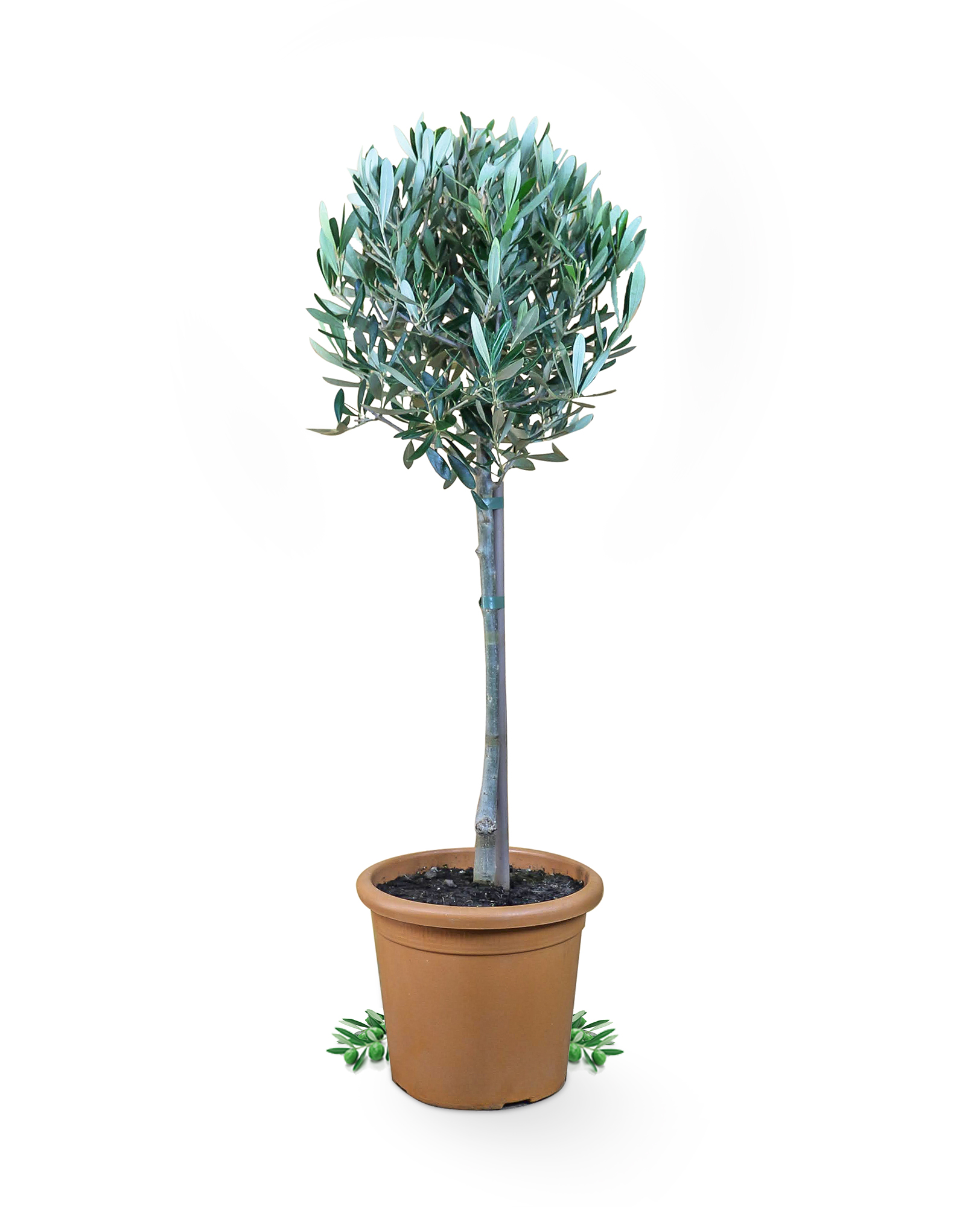 Olivenbaum [Piccolo] - Olea europaea - echte Olive