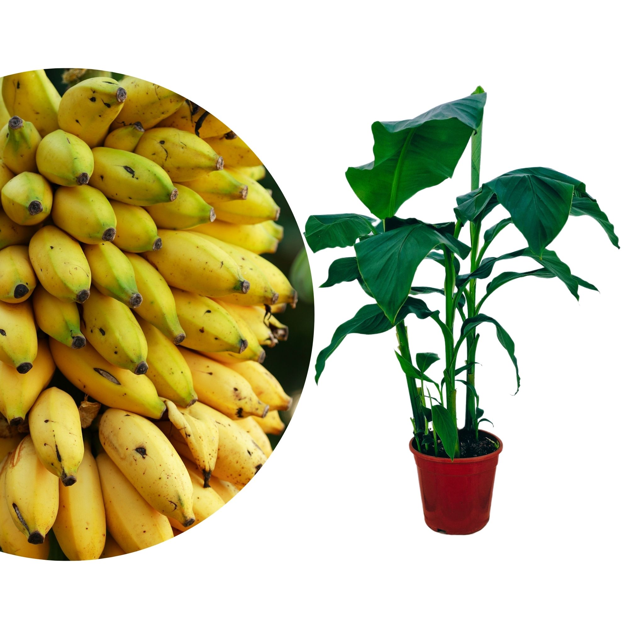 Winterharte Bananenstaude - Musa Basjoo Winterharte Bananenstaude - Musa Basjoo