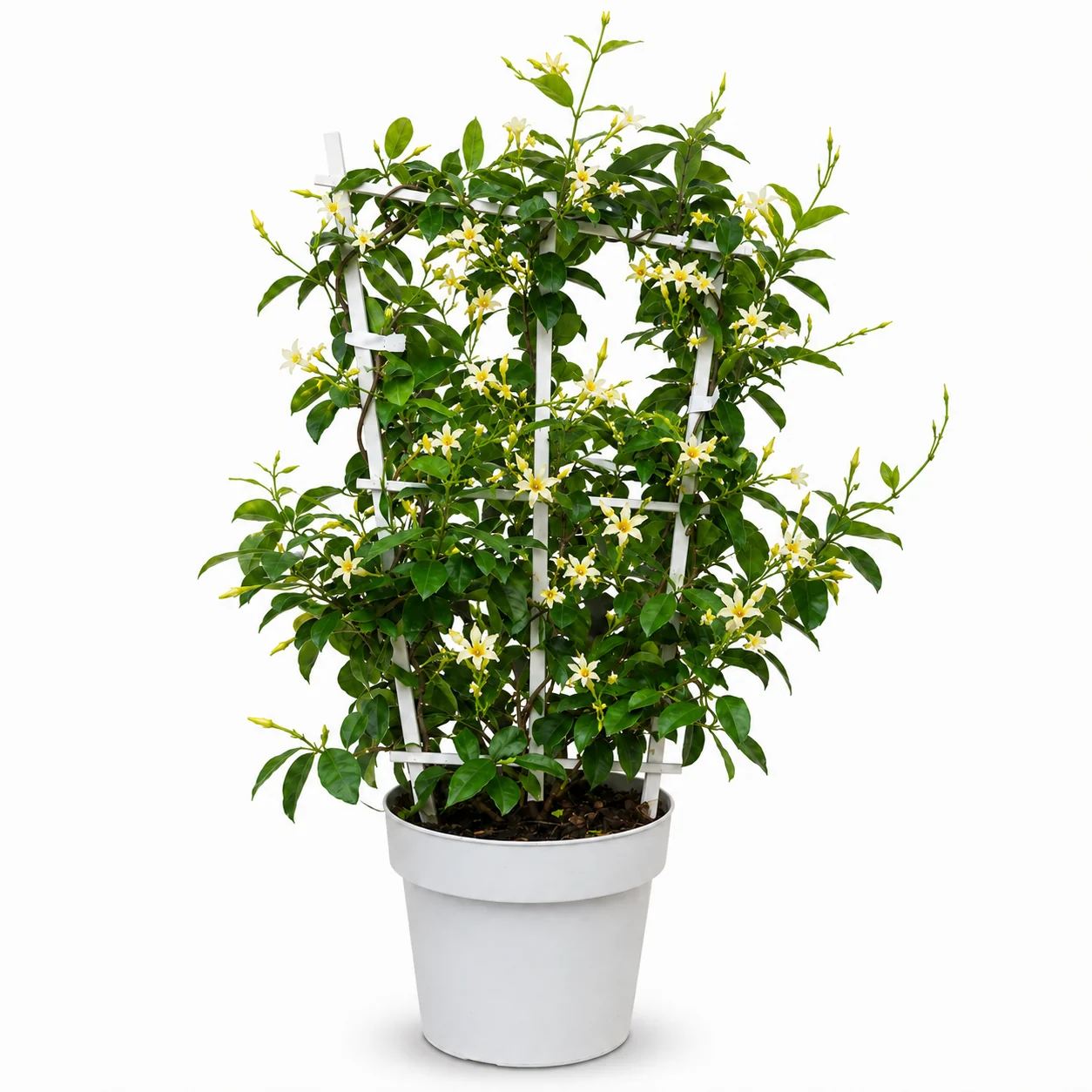 Sternjasmin ‘Star of Toscane’ – Toskanischer gelber Sternjasmin