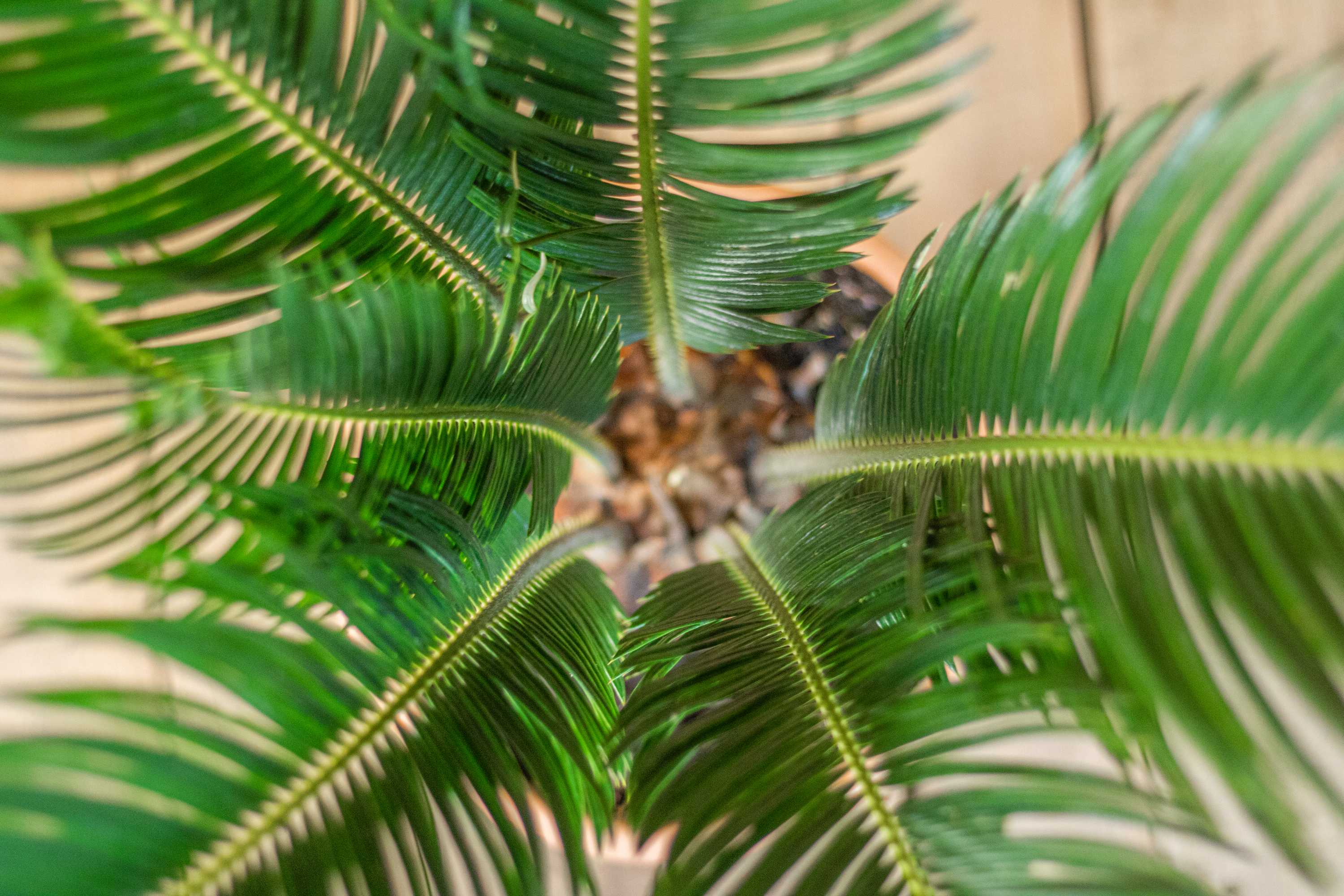 Palme Cycas revoluta [Mezzo]