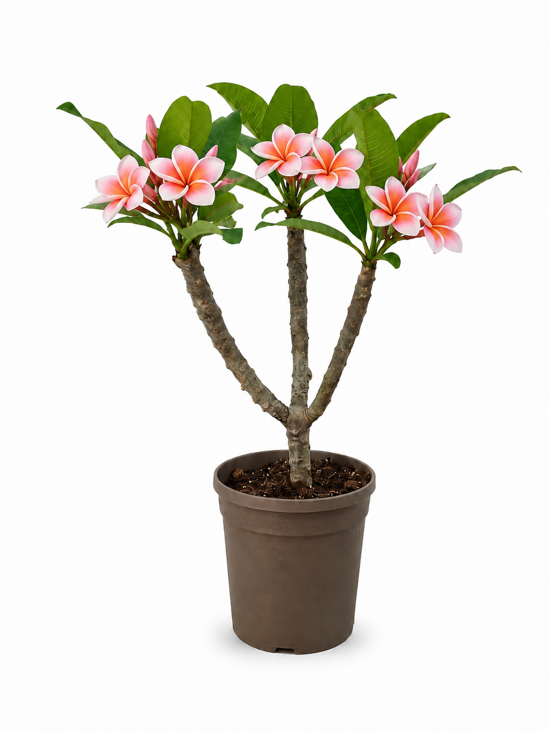 Frangipani Ø 20  "Mysthique" - Plumeria rubra - Pomelia
