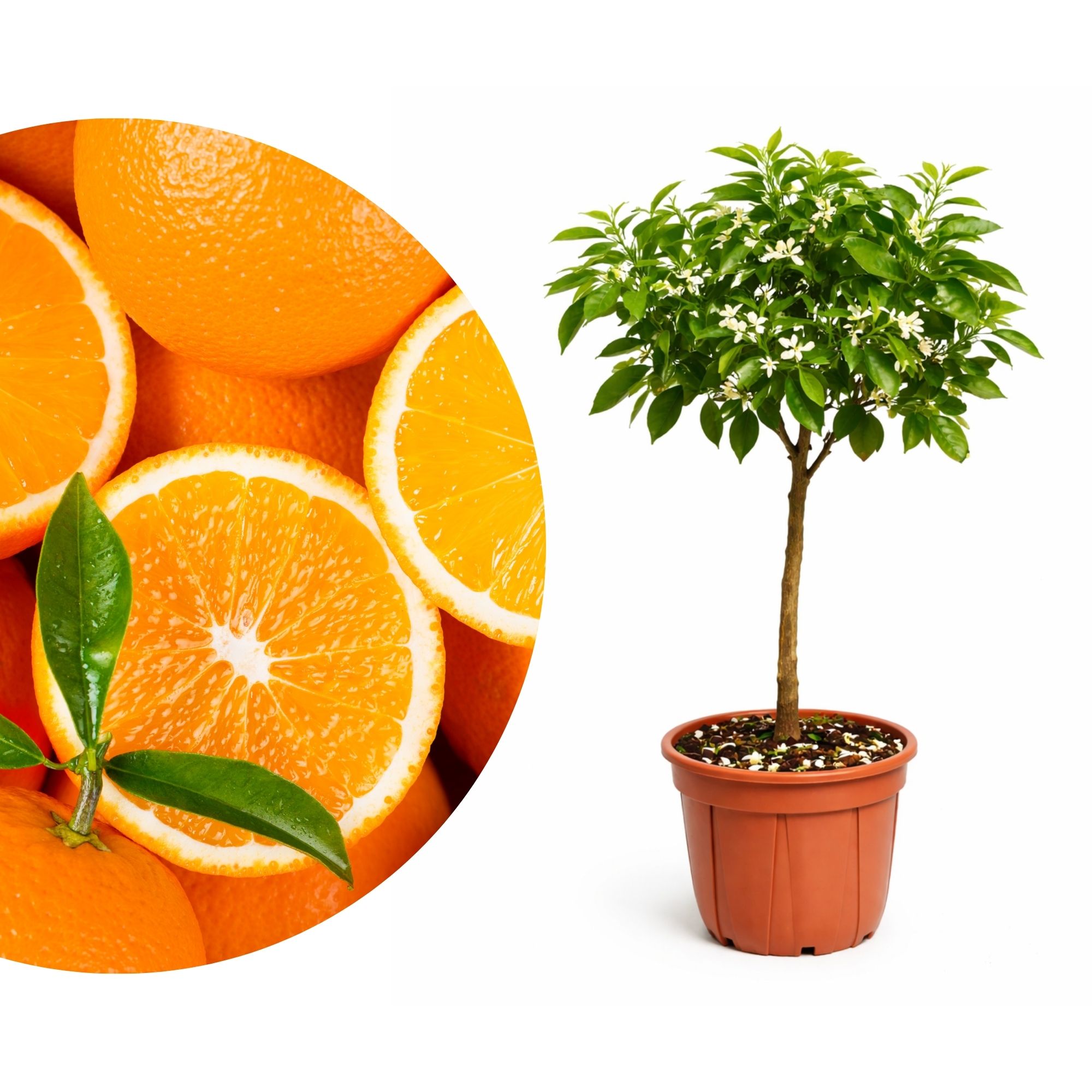 Orangenbaum - Sonder-Sorte: 'Ovale Calabrese'