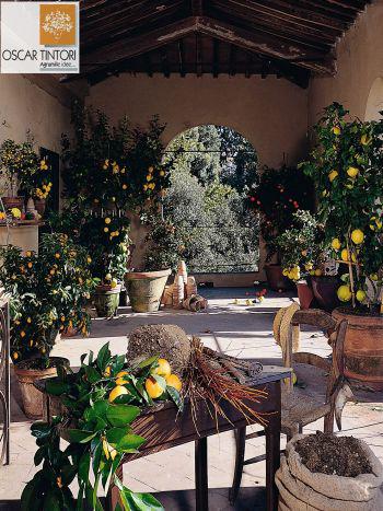 Shopbild Oskar Tintori - Zitrusbäume im Zieranbau