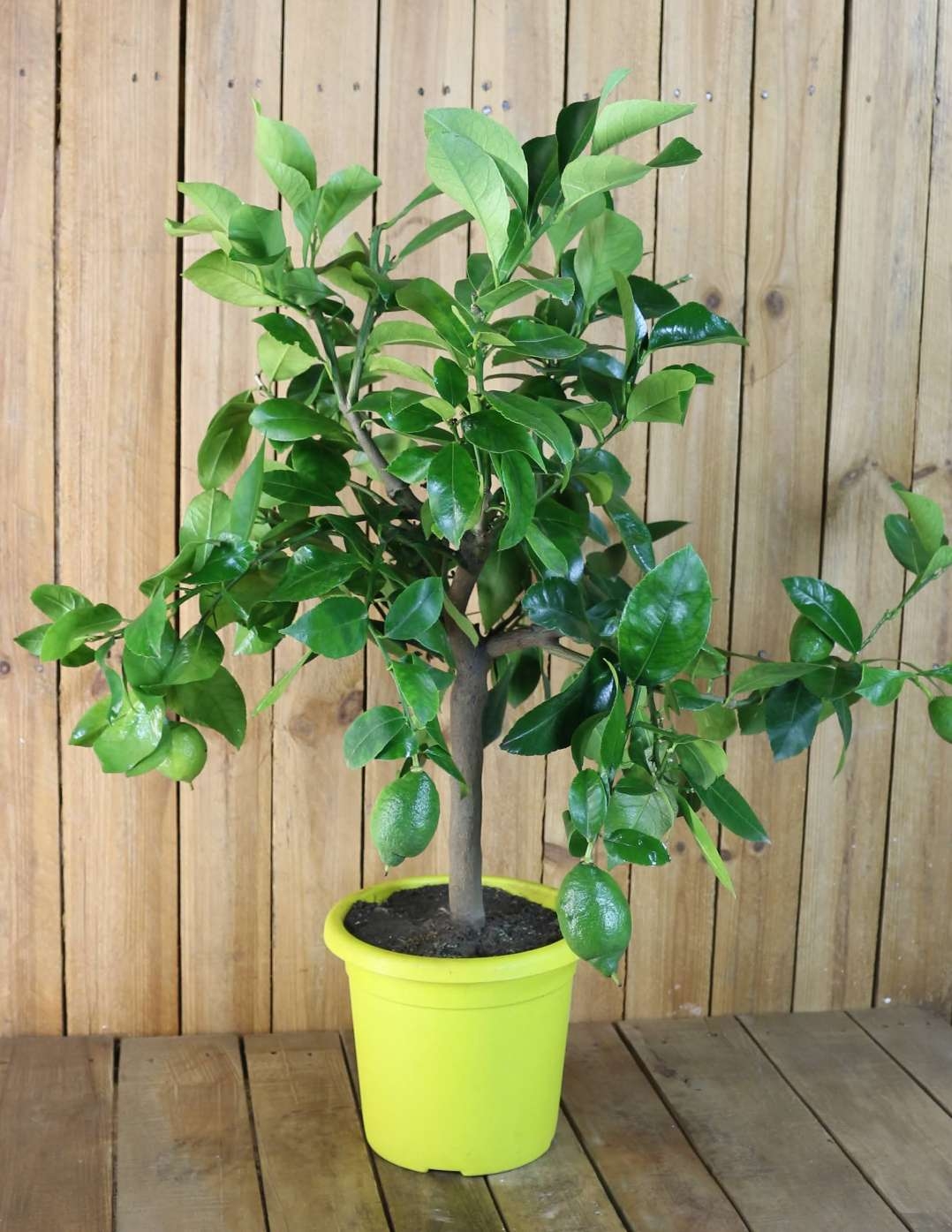 Zitronenbaum [Piccolo]  - Citrus limon - echte Zitrone