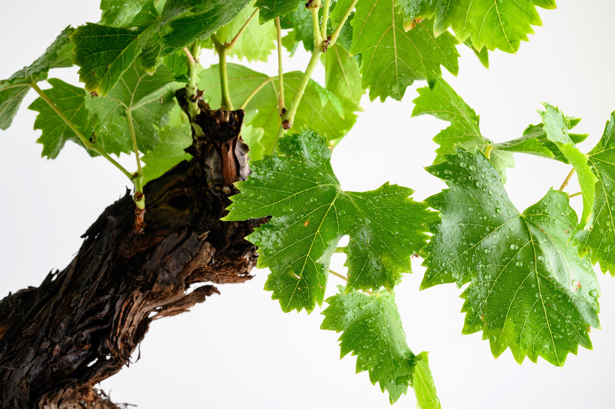 Weinrebe Bonsai [Grande] - Vitis vinifera - Ø22cm