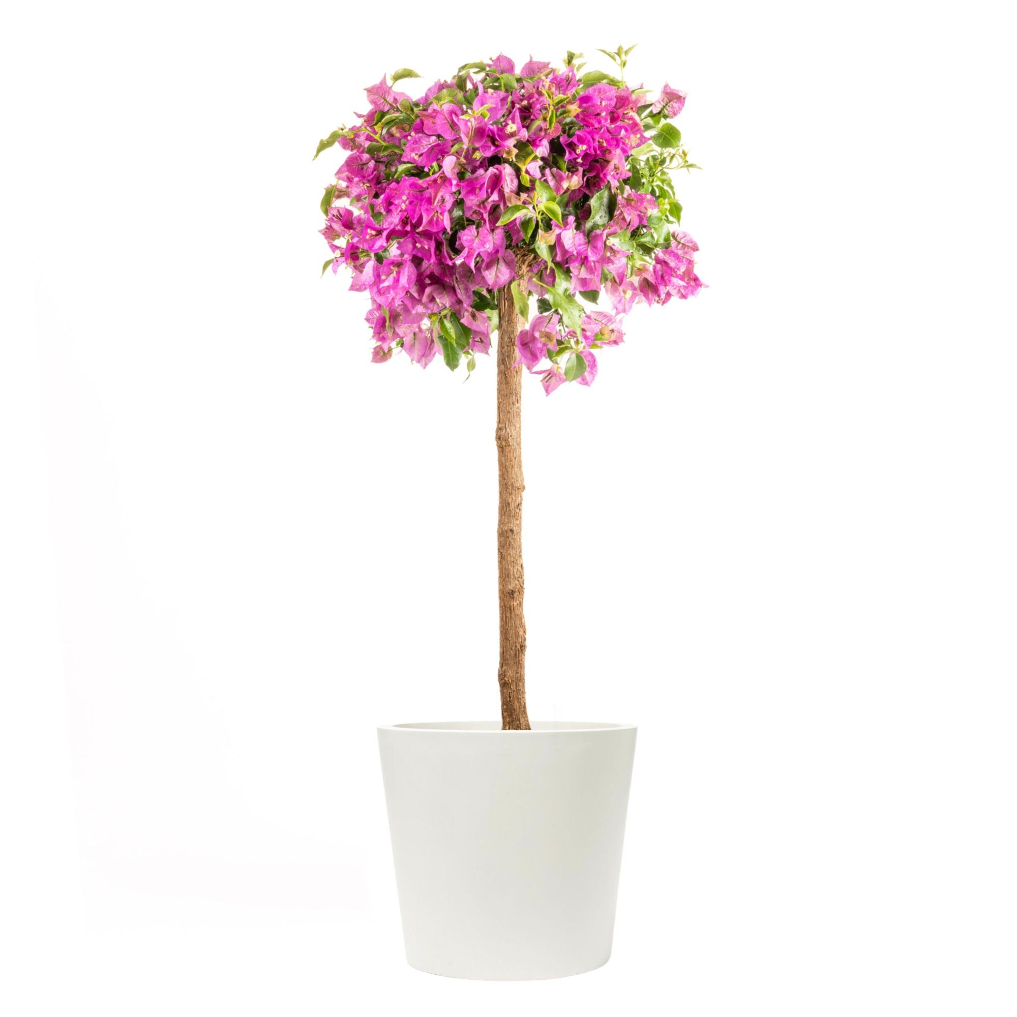 Pflanztopf Jano (weiß) - Edles Pflanzgefäß aus GFK - Leicht & Robust