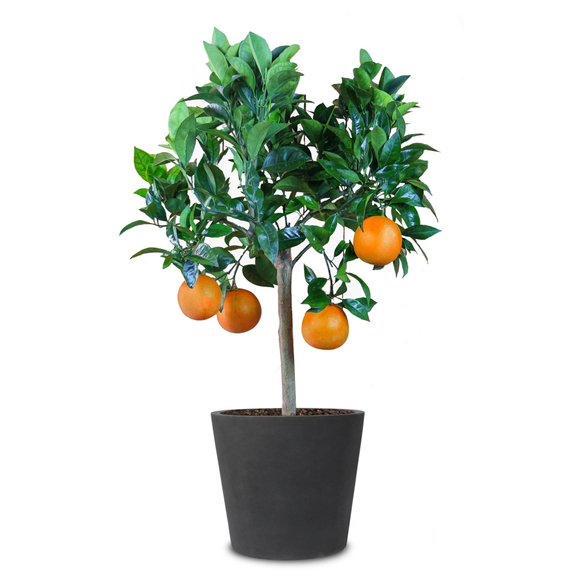 Pflanztopf Anthrazit - Edles Pflanzgefäß aus GFK - Leicht & Robust Pflanztopf Anthrazit - Edles Pflanzgefäß aus GFK - Leicht & Robust