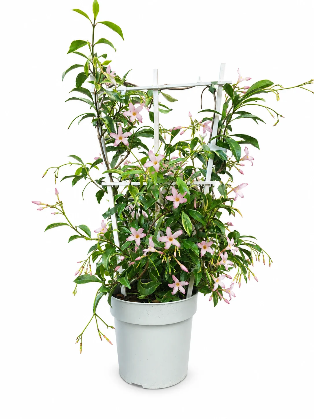 Sternjasmin ‘Star of Milano’ – buntlaubiger Rosa-Sternjasmin
