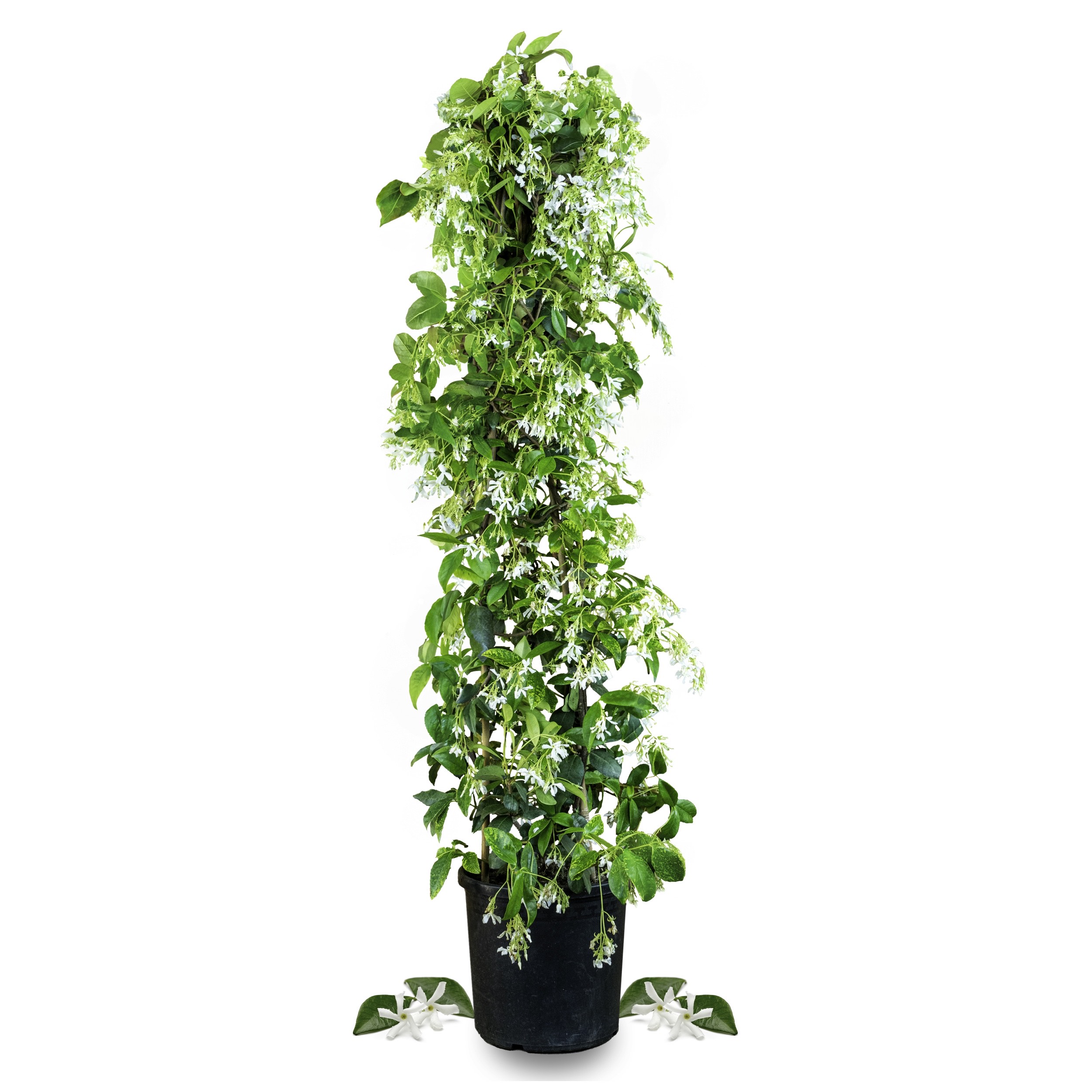 Sternjasmin [Mezzo] - Toskanischer Jasmin - Trachelospermum Jasminoides 