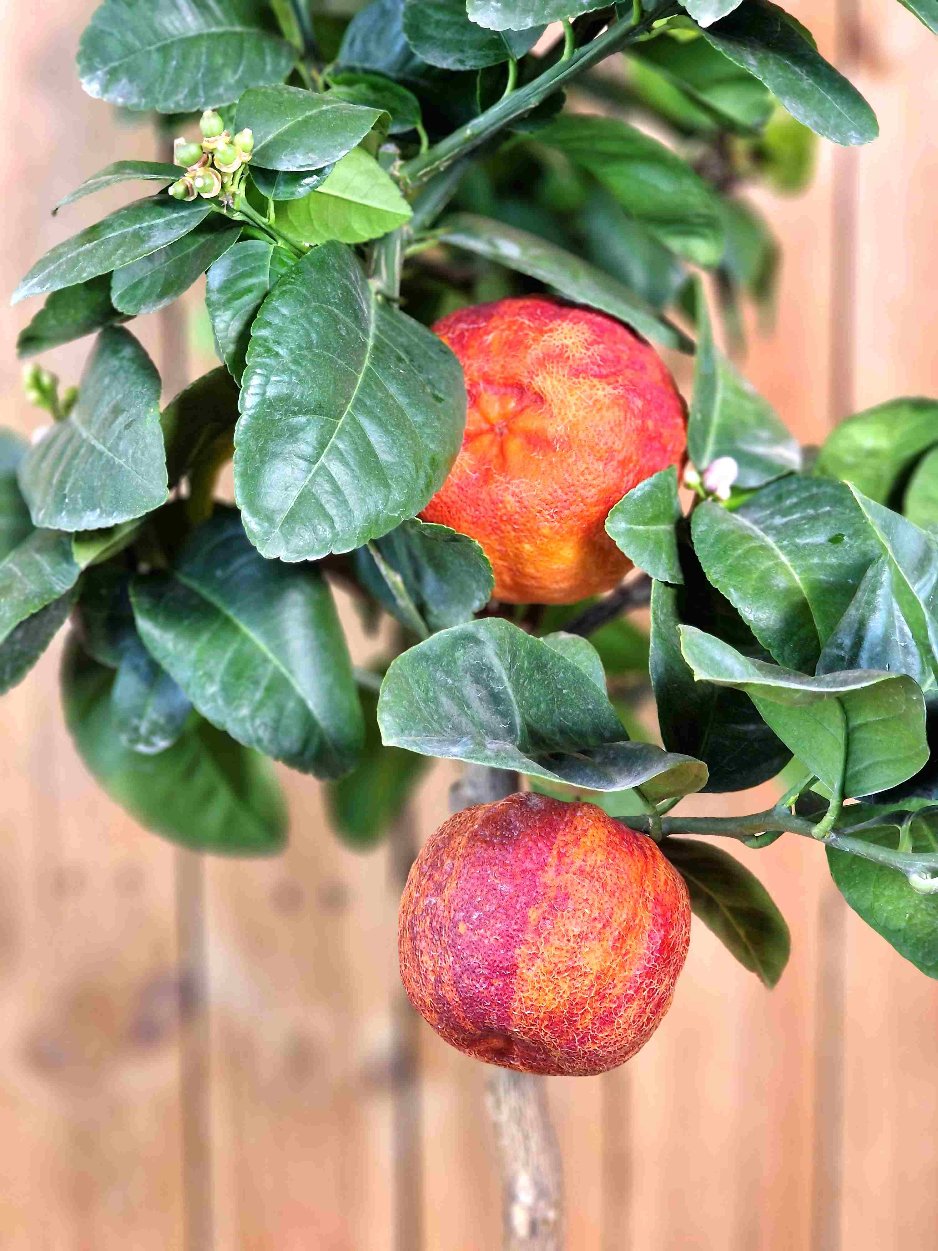 [RESTPOSTEN] Orangenbaum 'Arcobal' - Citrus Sinensis 'Arcobal' - Regenbogen Orange