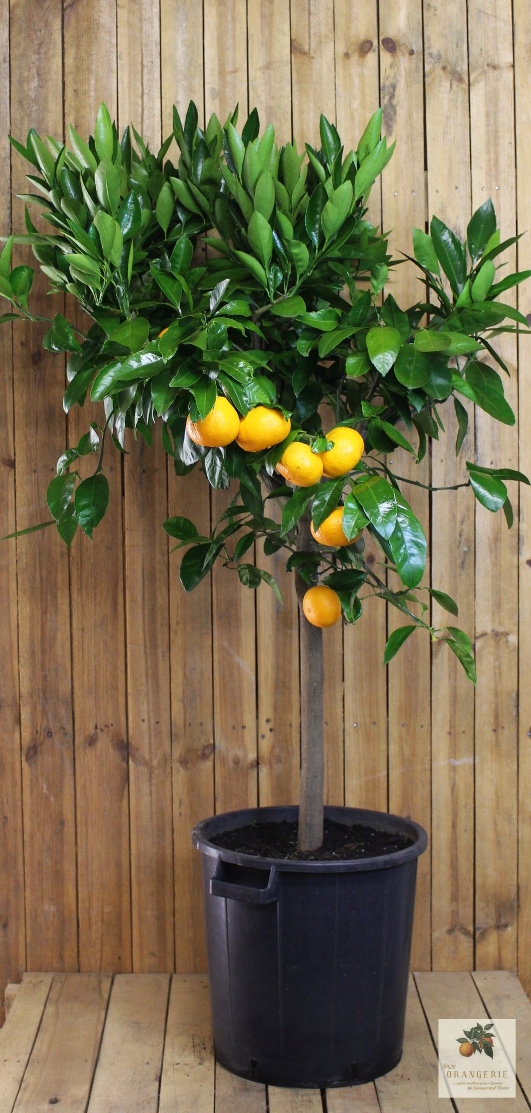 Clementinenbaum [Molto Grande] - Citrus clementina / Citrus reticulata 'Clementine'