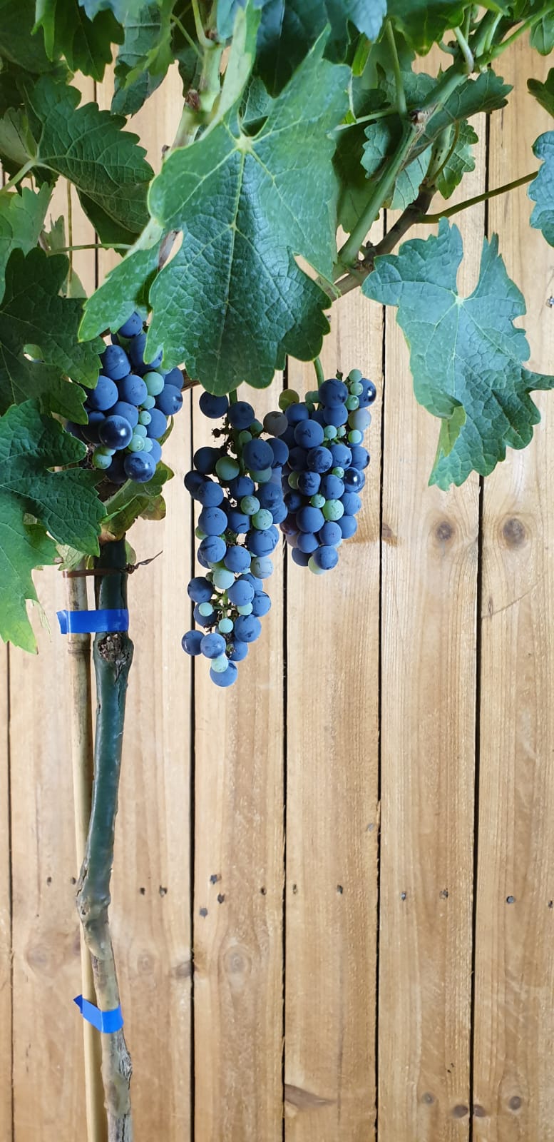 Weinrebe "Cabernet Sauvignon" [Grande]