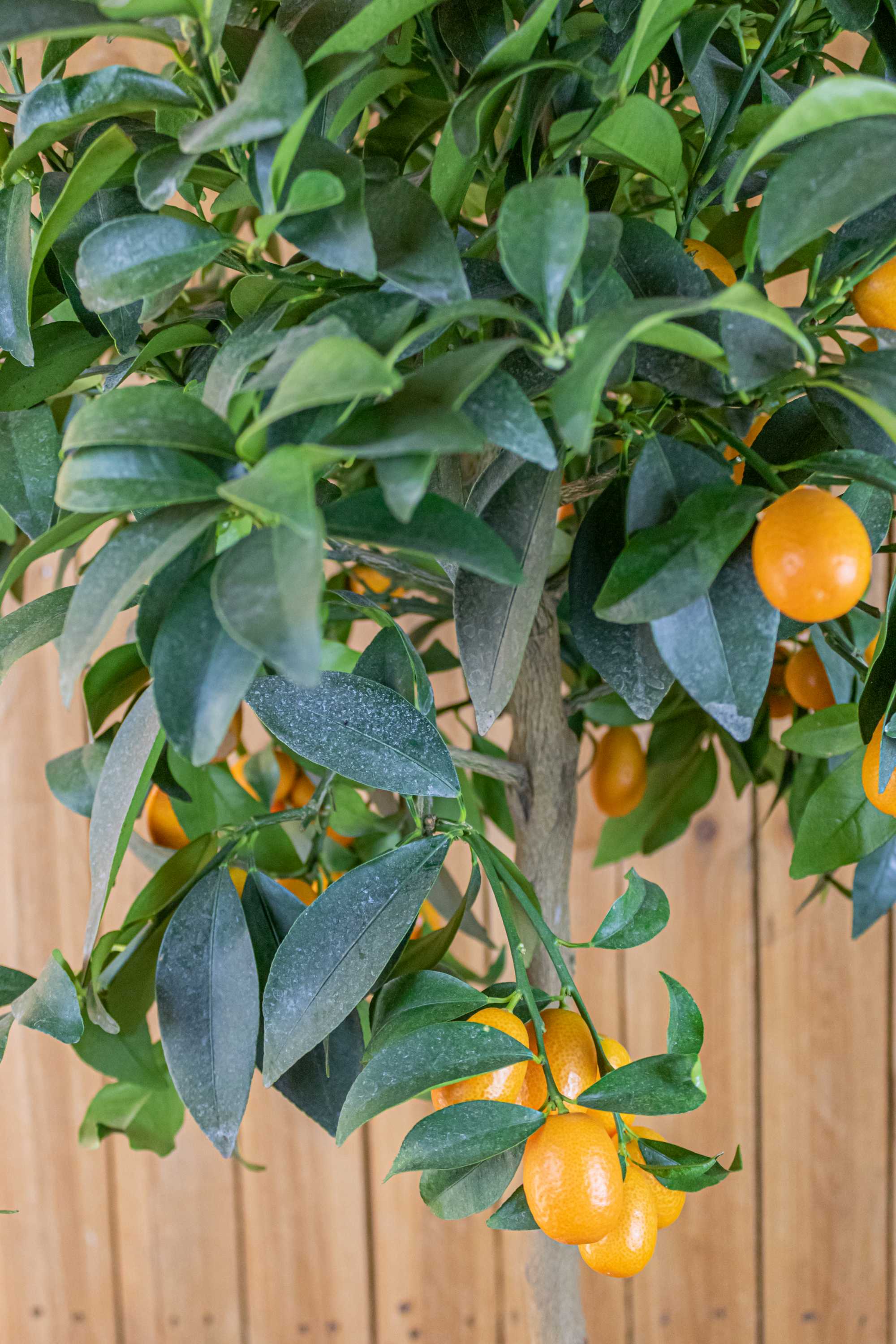 Kumquat [Grande]  - Citrus japonica - Fortunella margarita