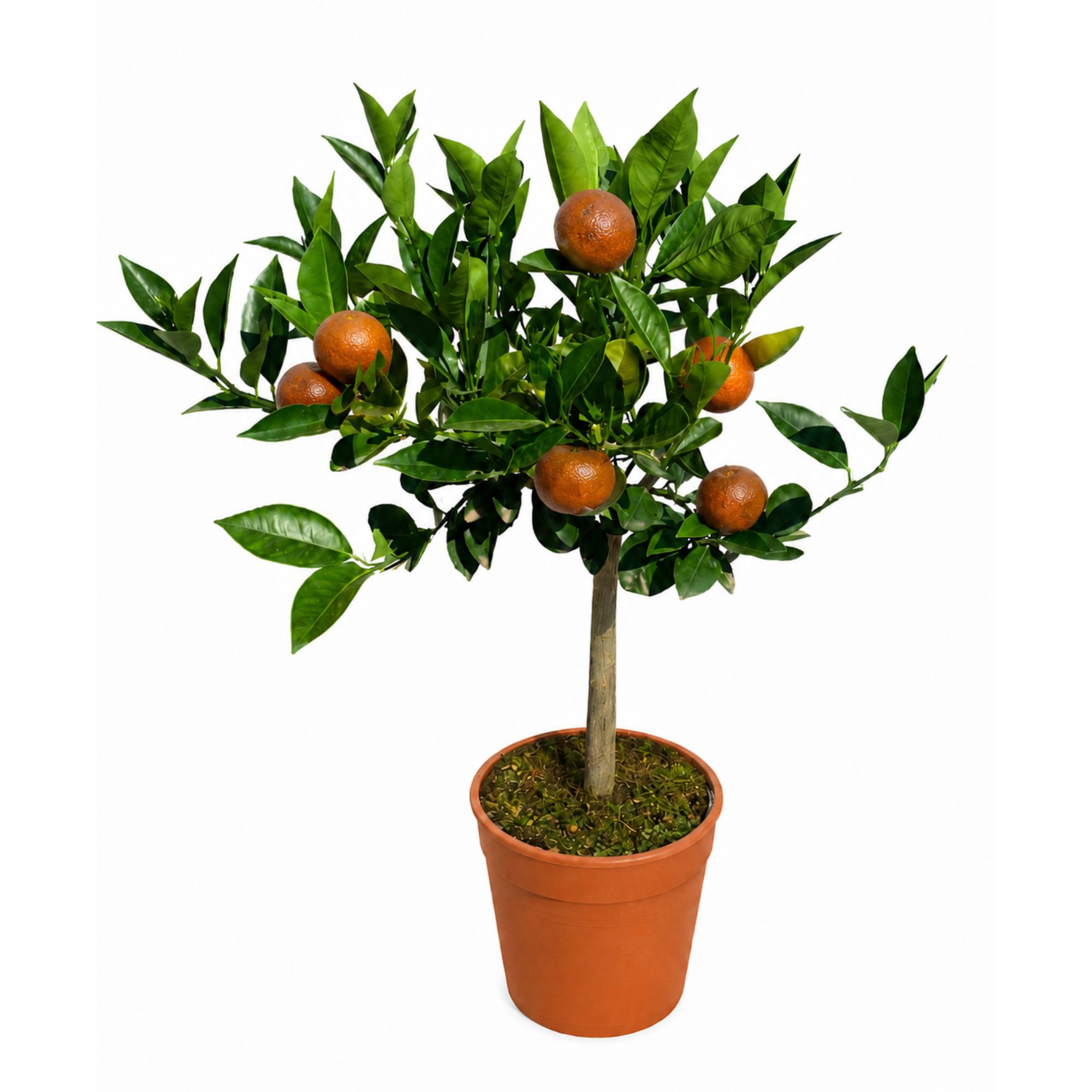 Orangenbaum - Sonder-Sorte: 'Chocolate Navel'