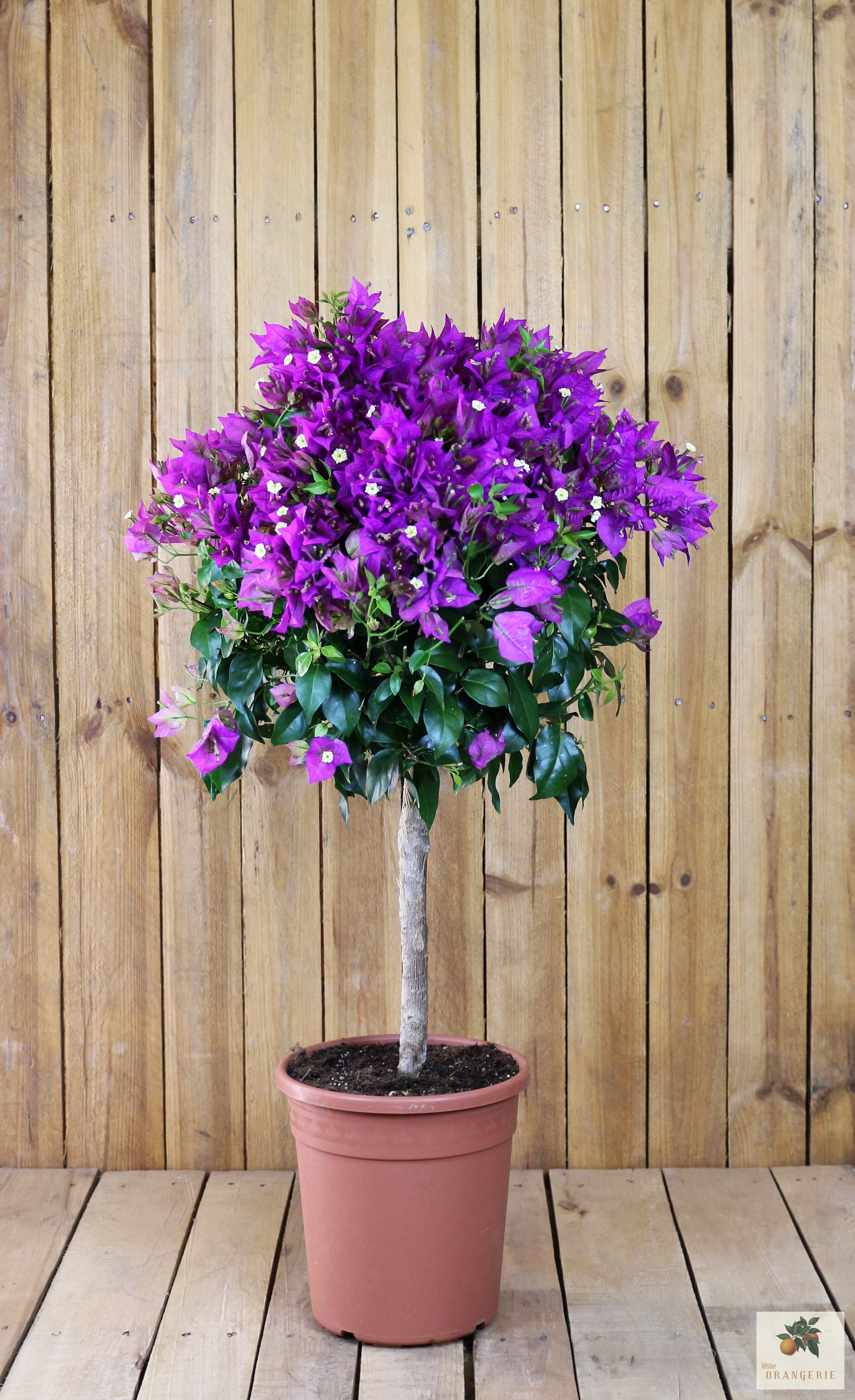 Bougainvillea Stamm [GRANDE]