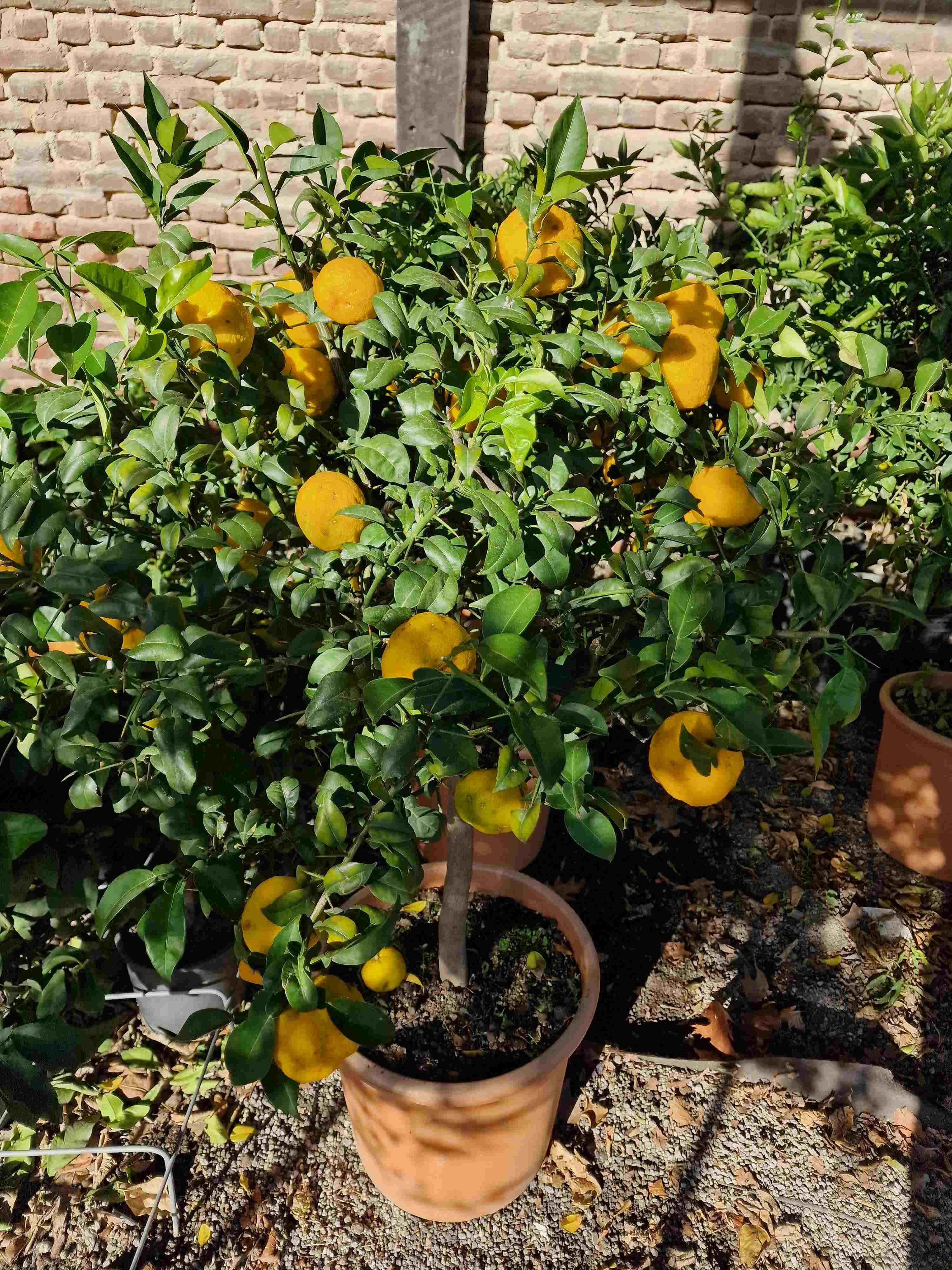 Yuzu [Molto Grande] - Citrus junos -  'Citrus ichangensis × Citrus reticulata'