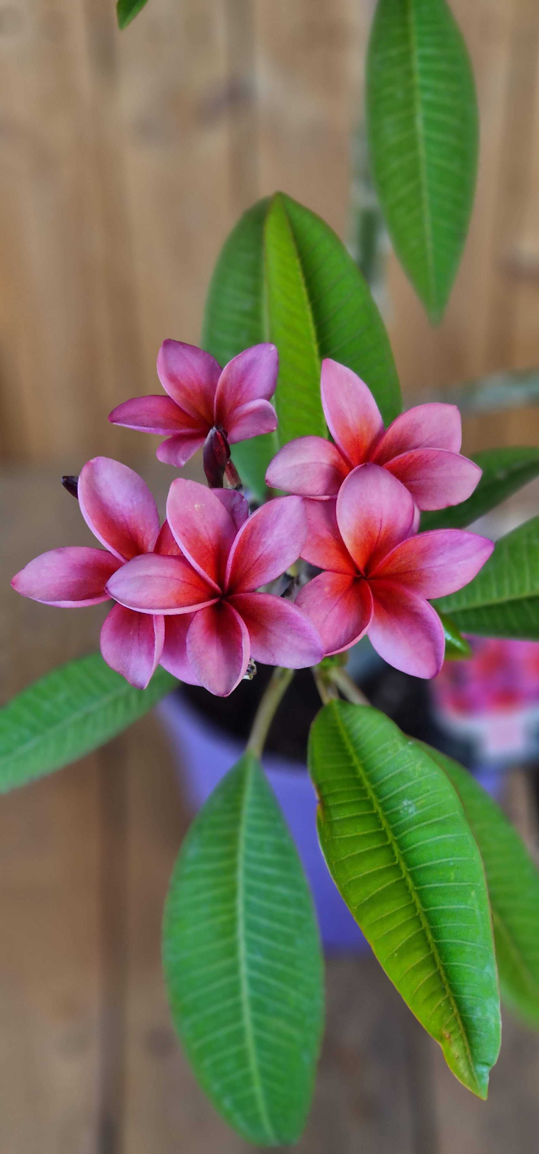 Frangipani Ø 20  "Epic" - Plumeria rubra - Pomelia