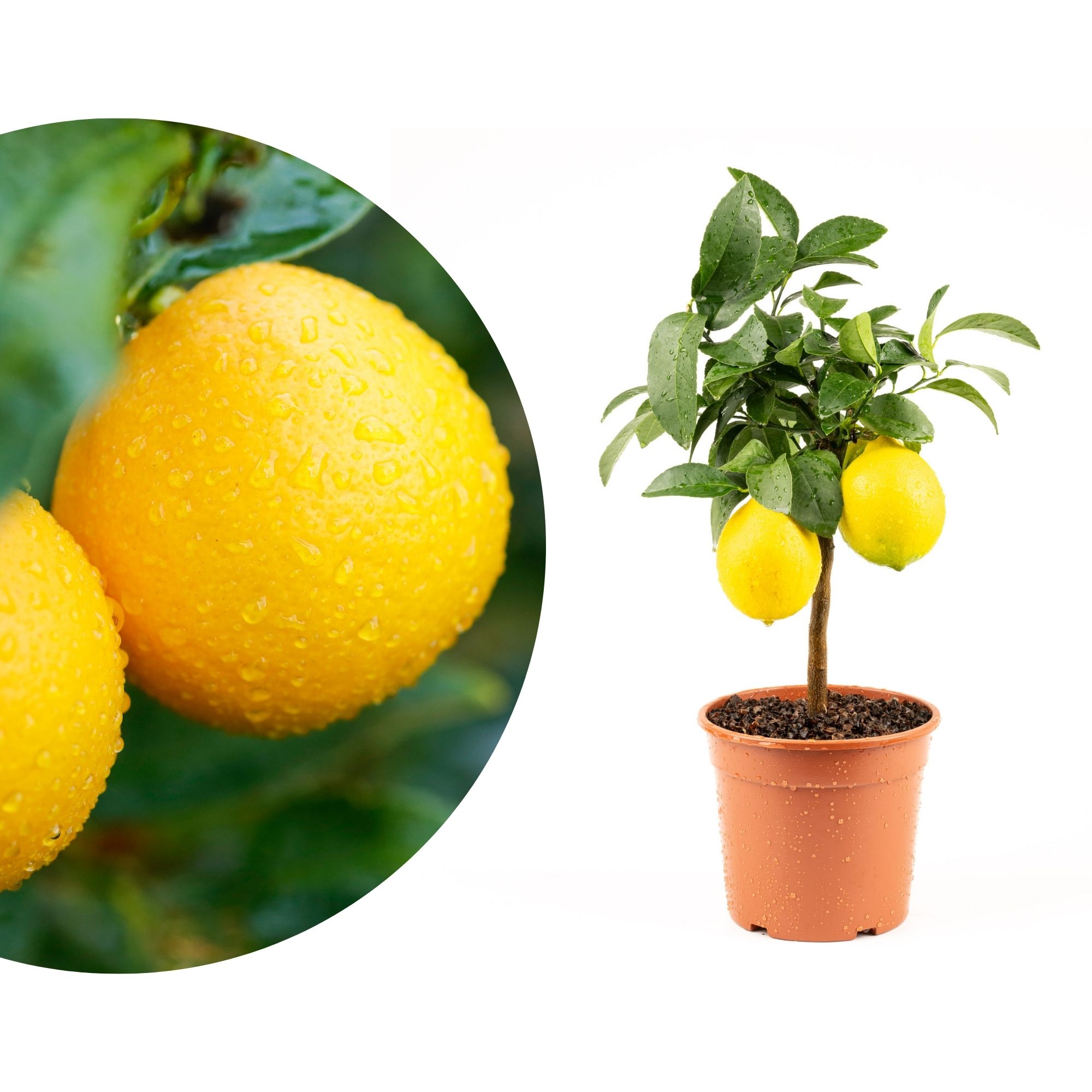 Meyer Zitrone [Mini] - Citrus Limon 'meyeri' - Meyer Lemon