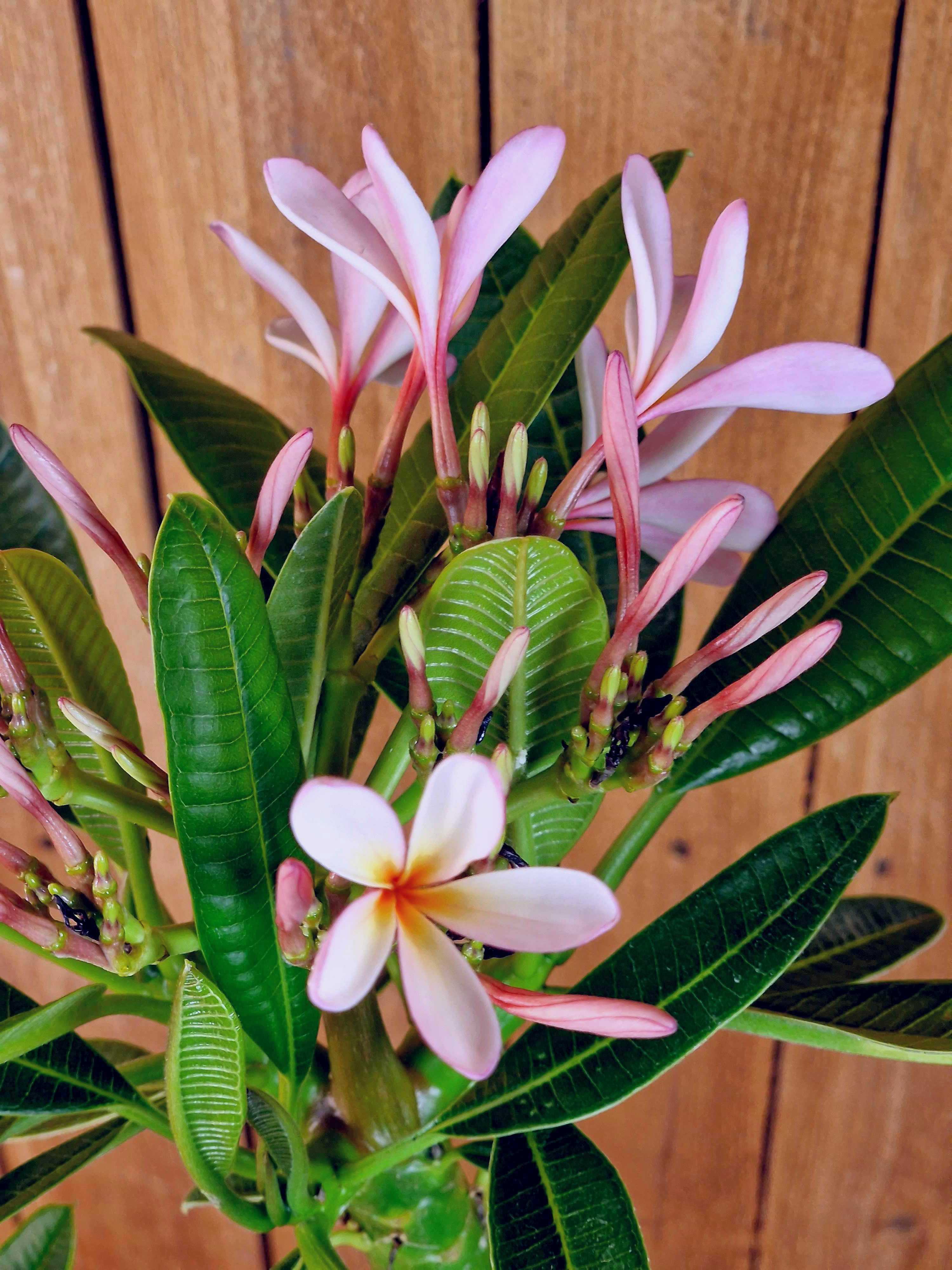 Frangipani "Singapore" Ø 20  - Plumeria rubra - Pomelia