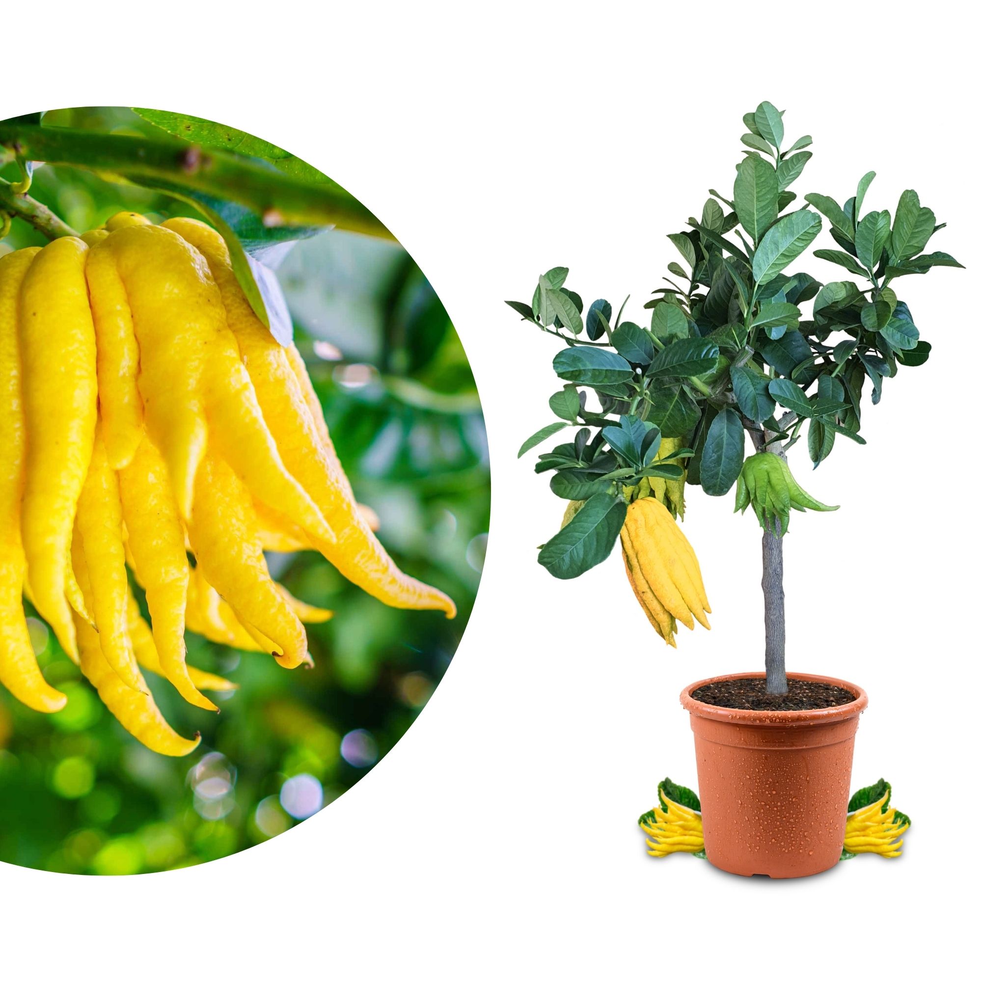 Buddhas Hand Zitrone - Citrus Medica ‘Digitata’ - Mano di Buddha Buddhas Hand Zitrone - Citrus Medica ‘Digitata’ - Mano di Buddha