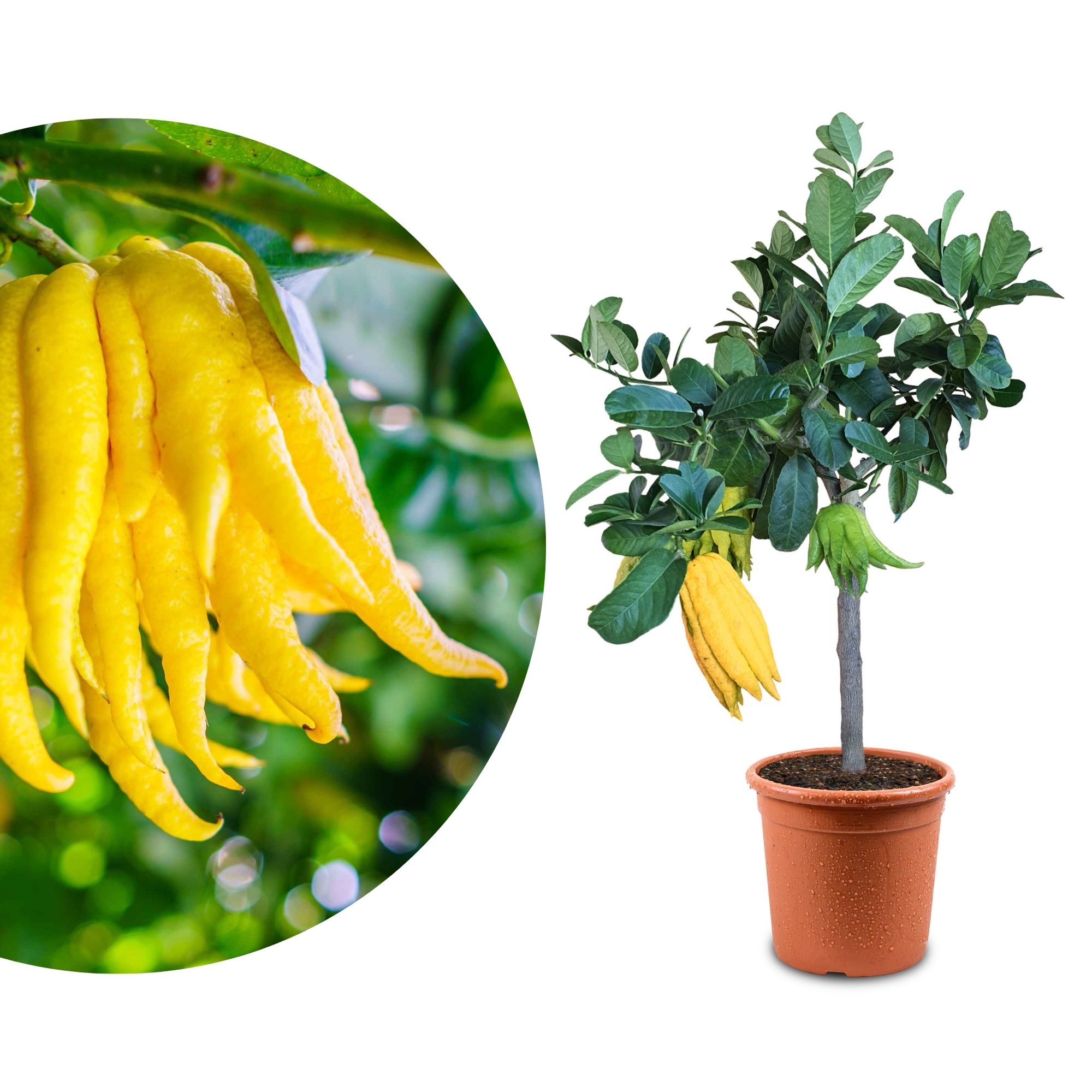 Buddhas Hand Zitrone - Citrus Medica ‘Digitata’ - Mano di Buddha Buddhas Hand Zitrone - Citrus Medica ‘Digitata’ - Mano di Buddha