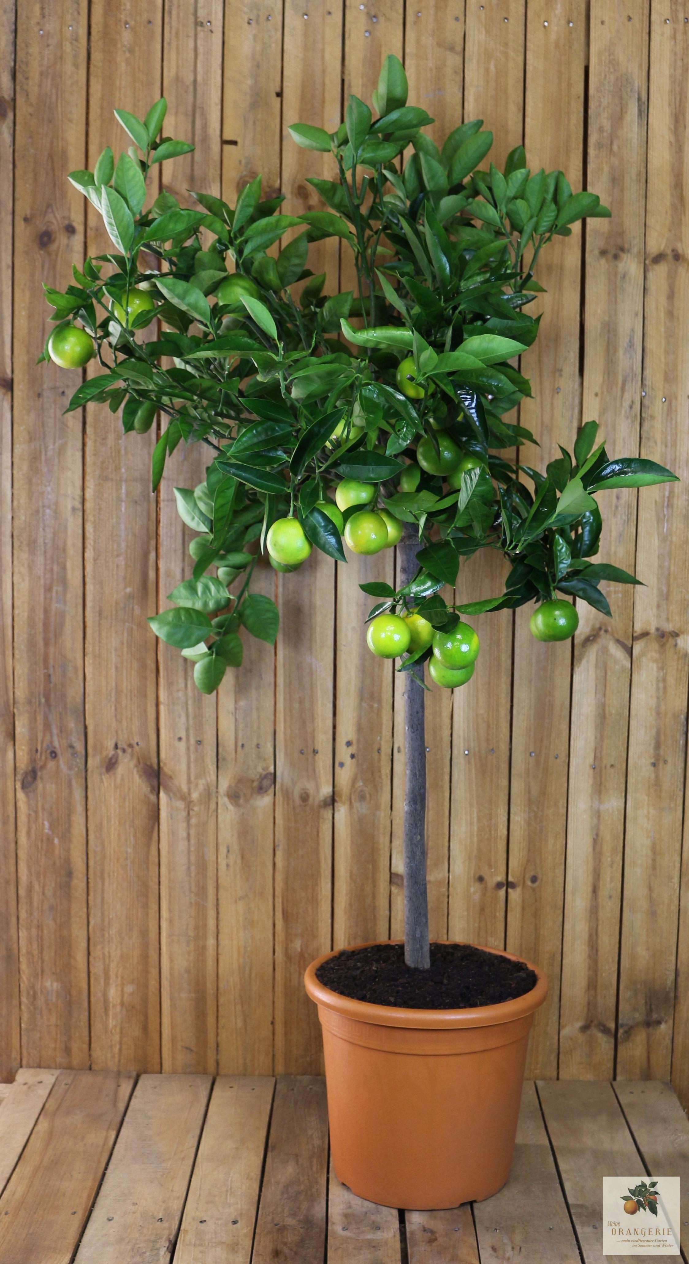 Orangenbaum 'Molto Grande' - Citrus Sinensis - Apfelsine