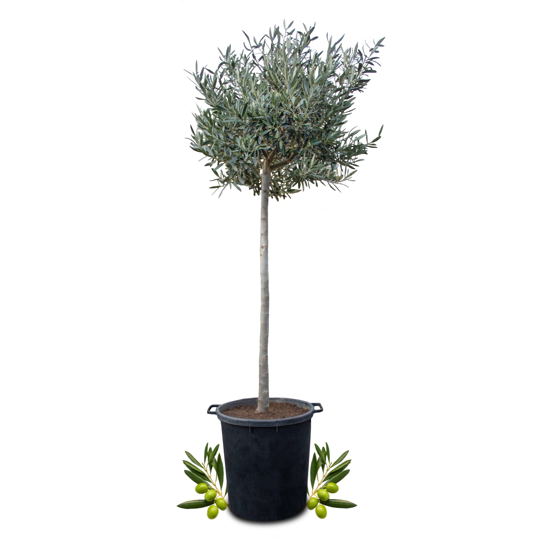 Olivenbaum [Molto Grande] - Olea europaea - echte Olive