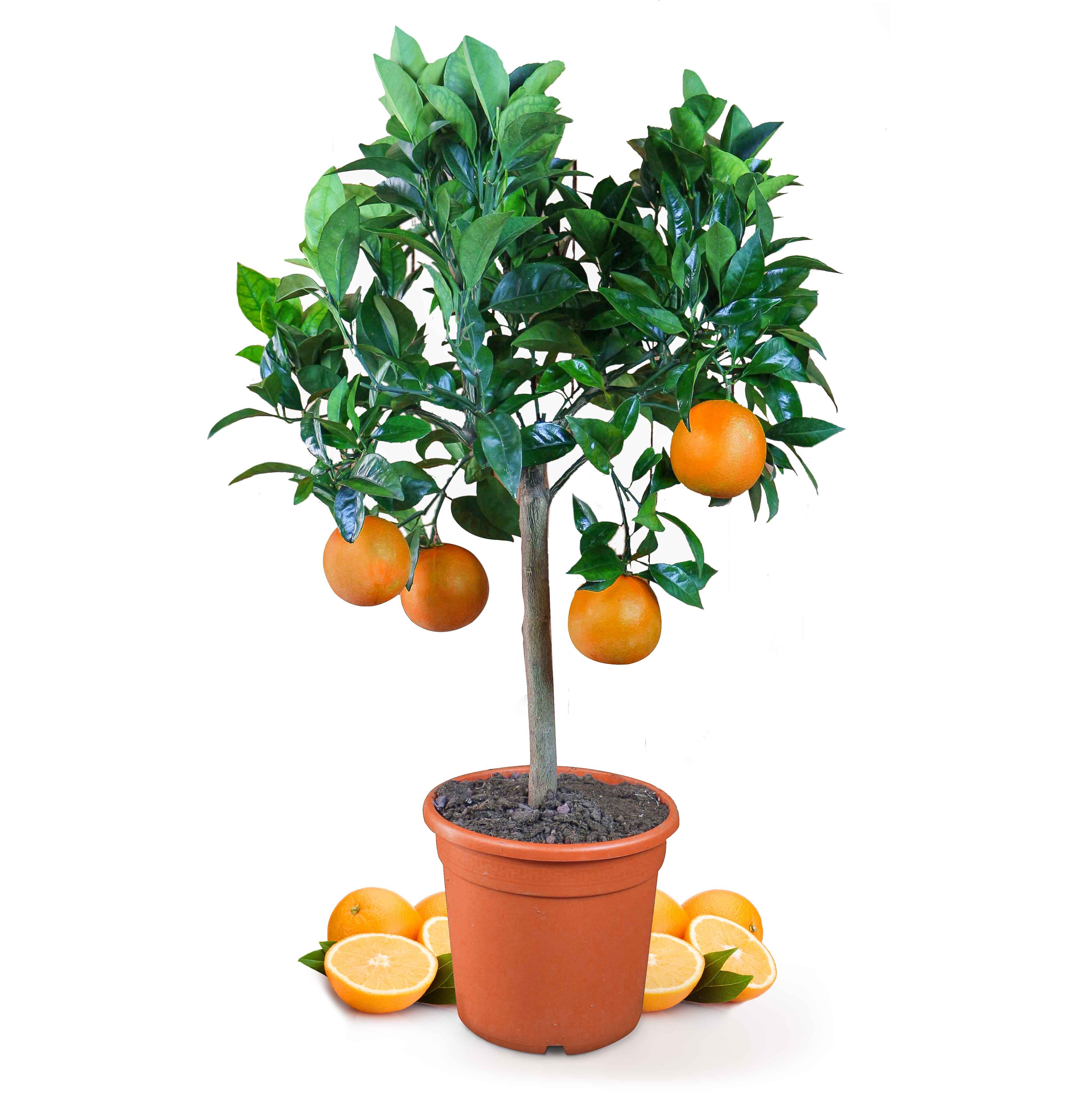 Orangenbaum [Mezzo] - Citrus Sinensis - Apfelsine