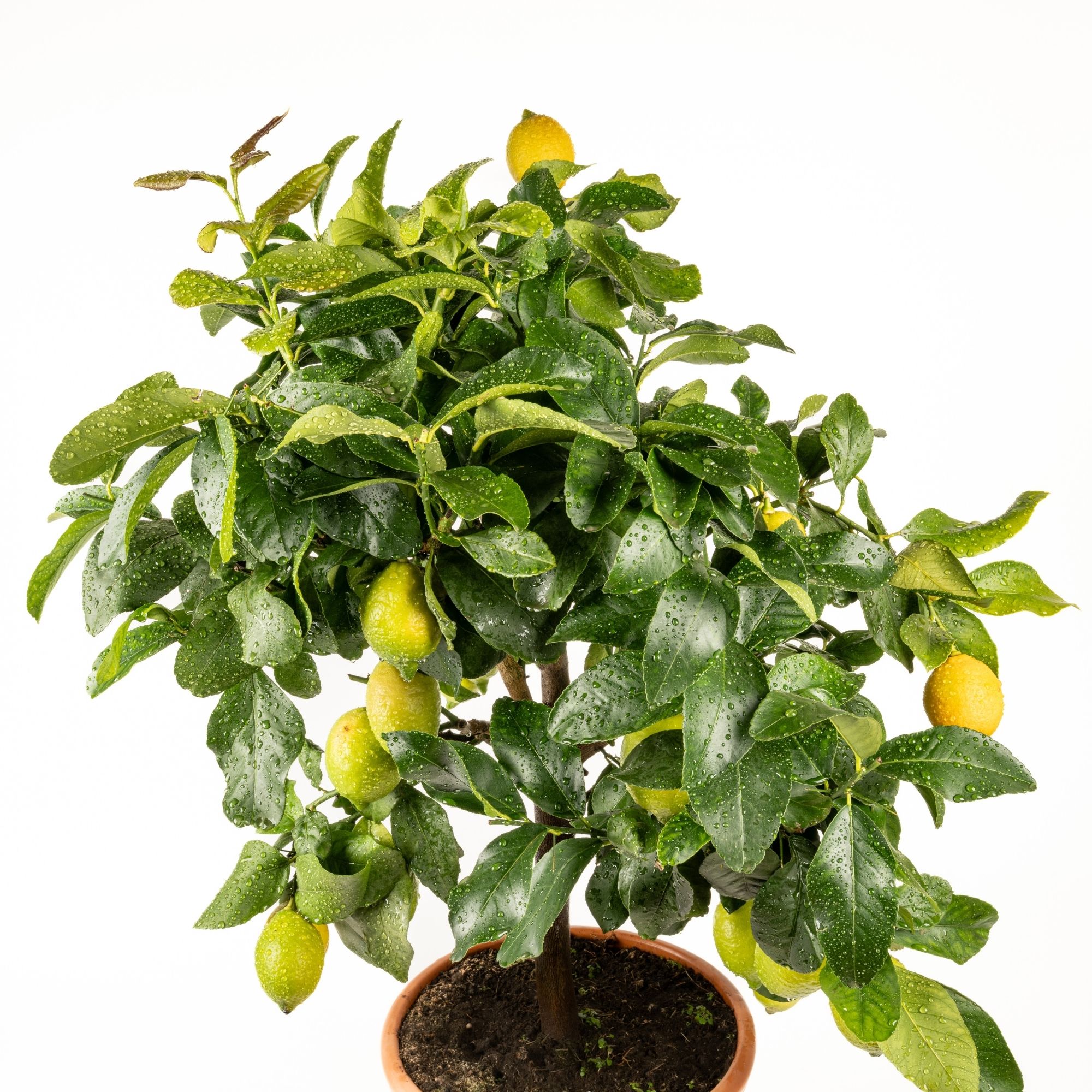 Zitronenbaum "Edition Orangerie"  [Grande Ø 28cm]