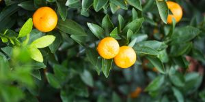 Calamondin