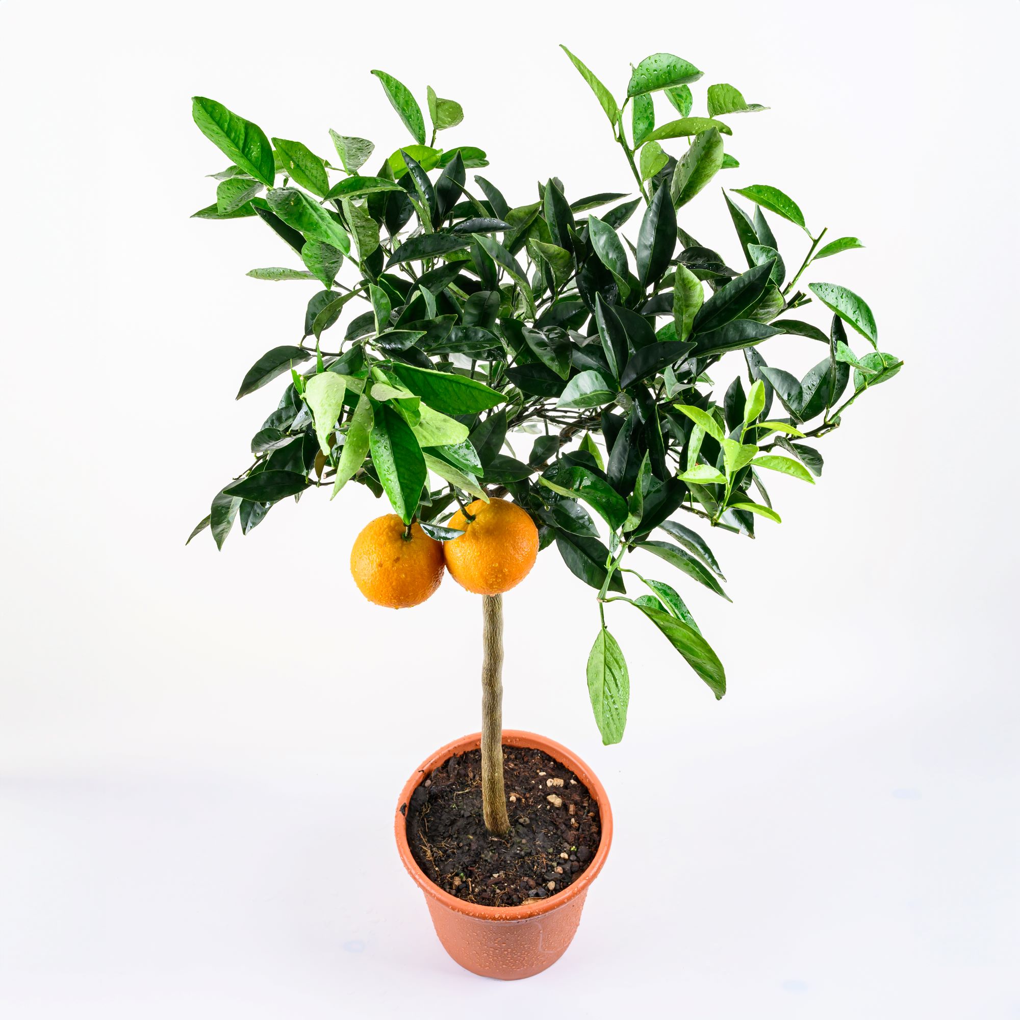 Blutorangenbaum Tarocco [Grande] - Citrus Sinensis 'Tarocco'