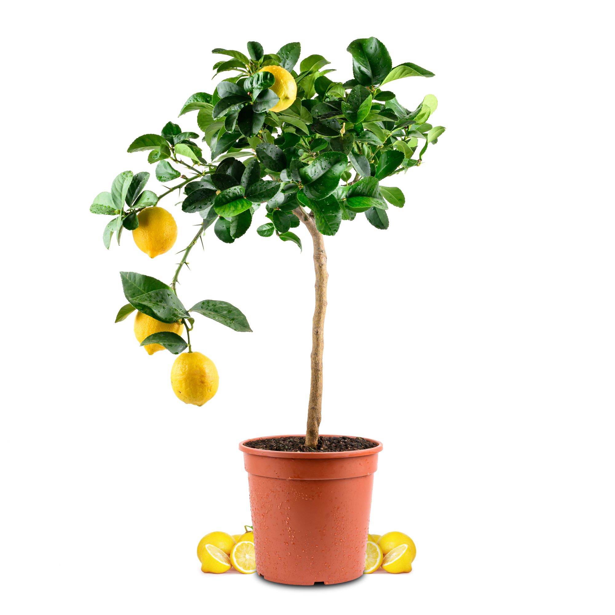 Zitronenbaum - Sonder-Sorte: 'ADAMO'