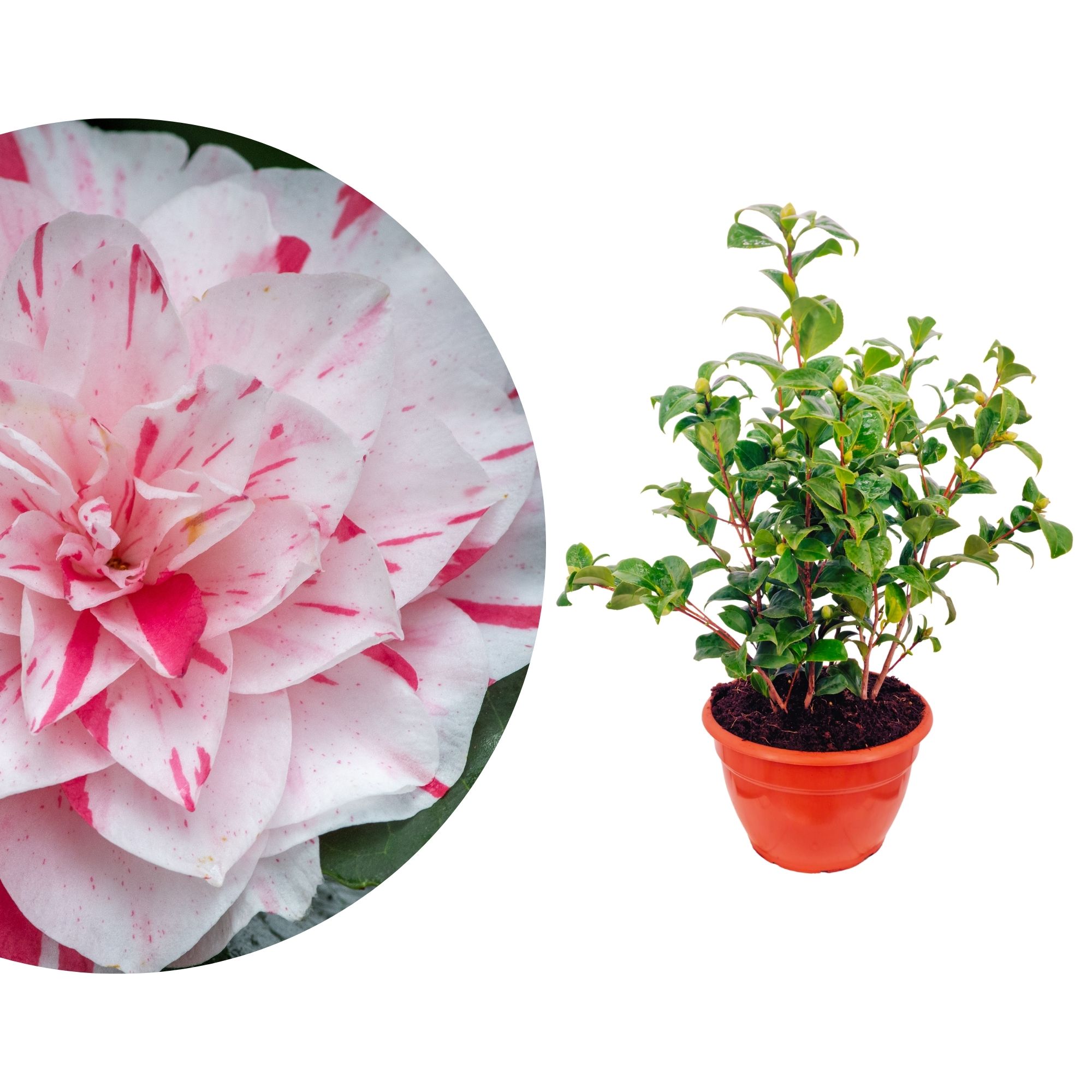 Kamelie "Bonsai" Baciocchi