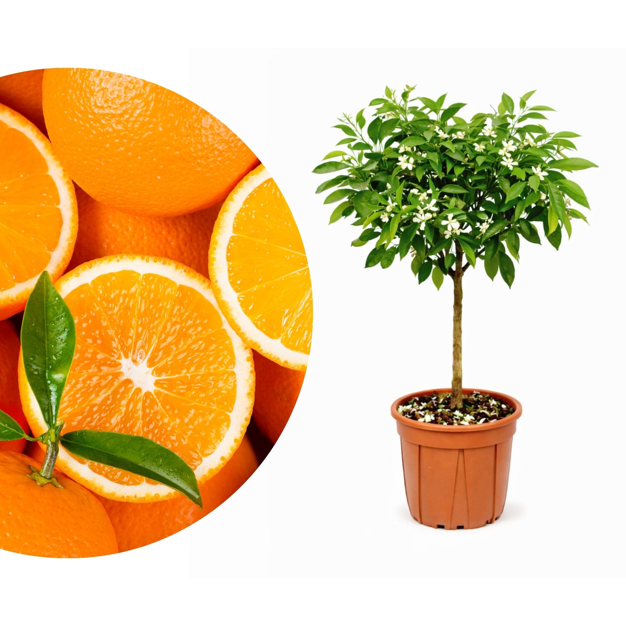 Orangenbaum - Sonder-Sorte: 'Valencia'