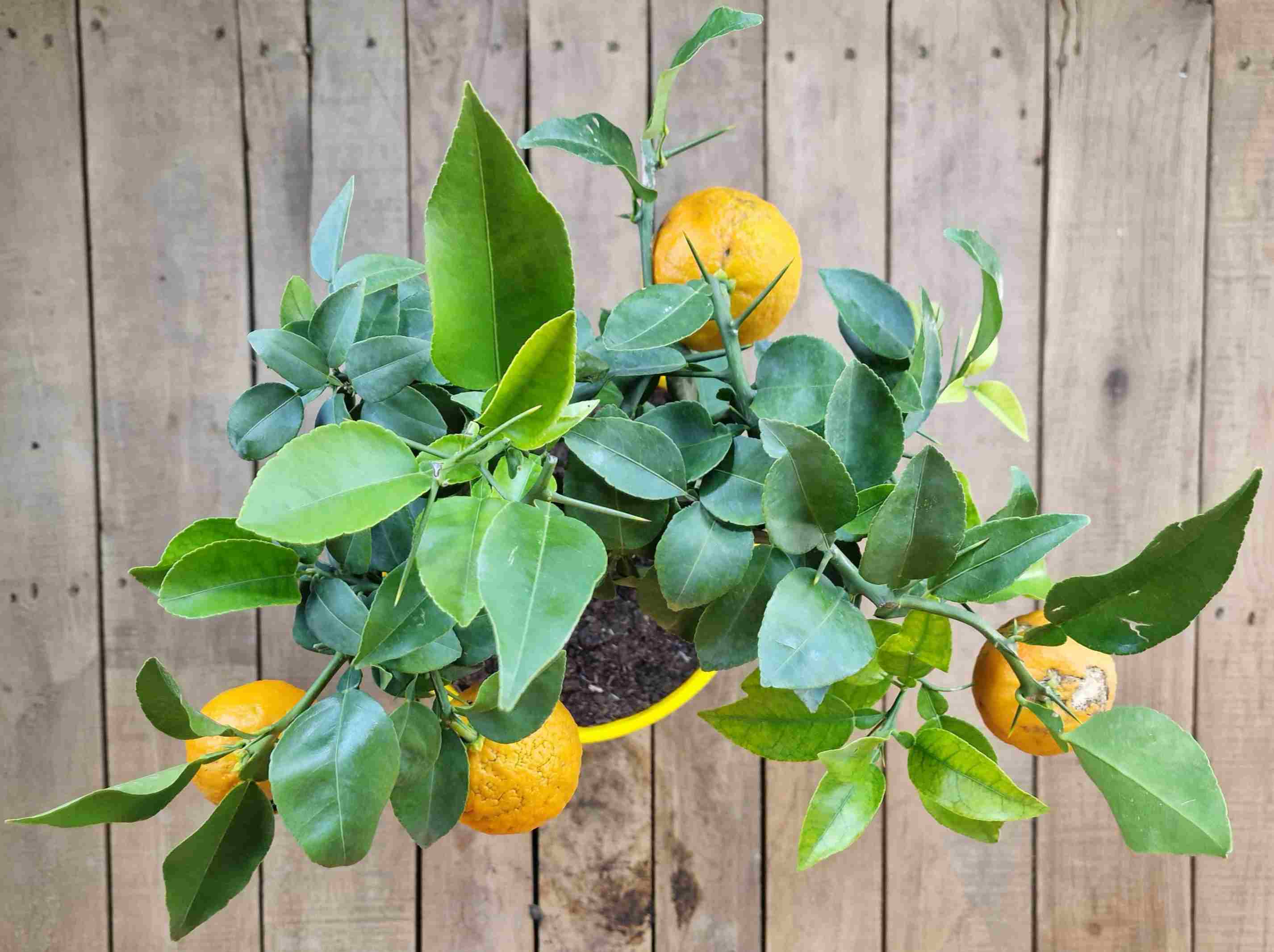 Yuzu [Mezzo] - Citrus junos - Citrus ichangensis × Citrus reticulata