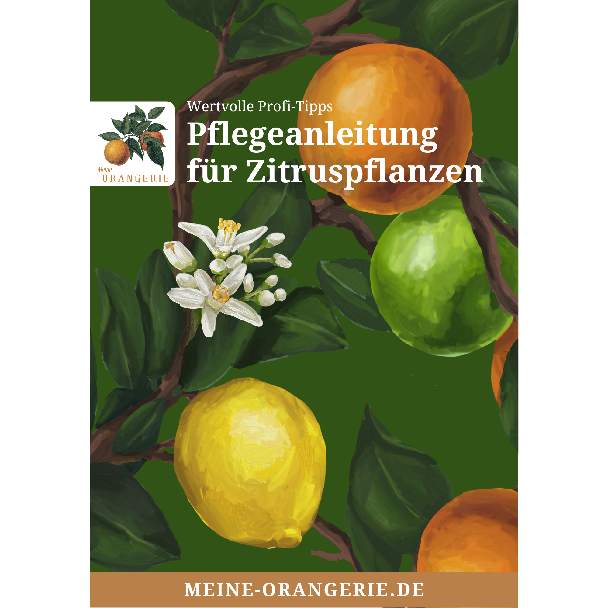 Pflegetipps Zitruspflanzen Pflegetipps Zitruspflanzen