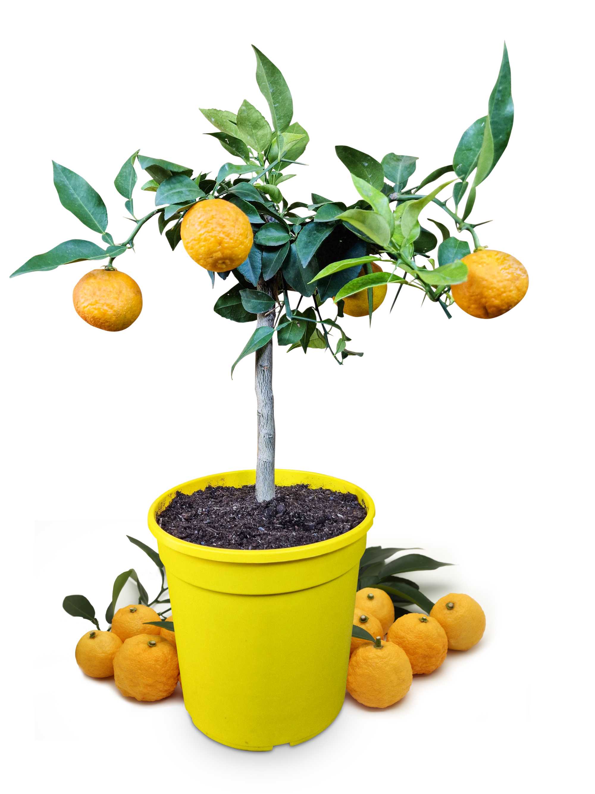 Yuzu [Mezzo] - Citrus junos -  'Citrus ichangensis × Citrus reticulata'