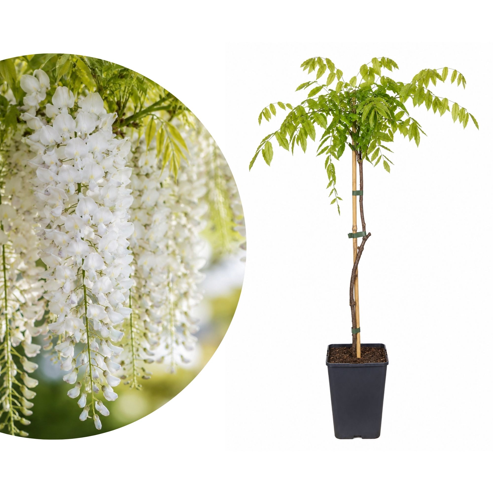 Japanischer Blauregen 'Alba' - Wisteria floribunda Alba