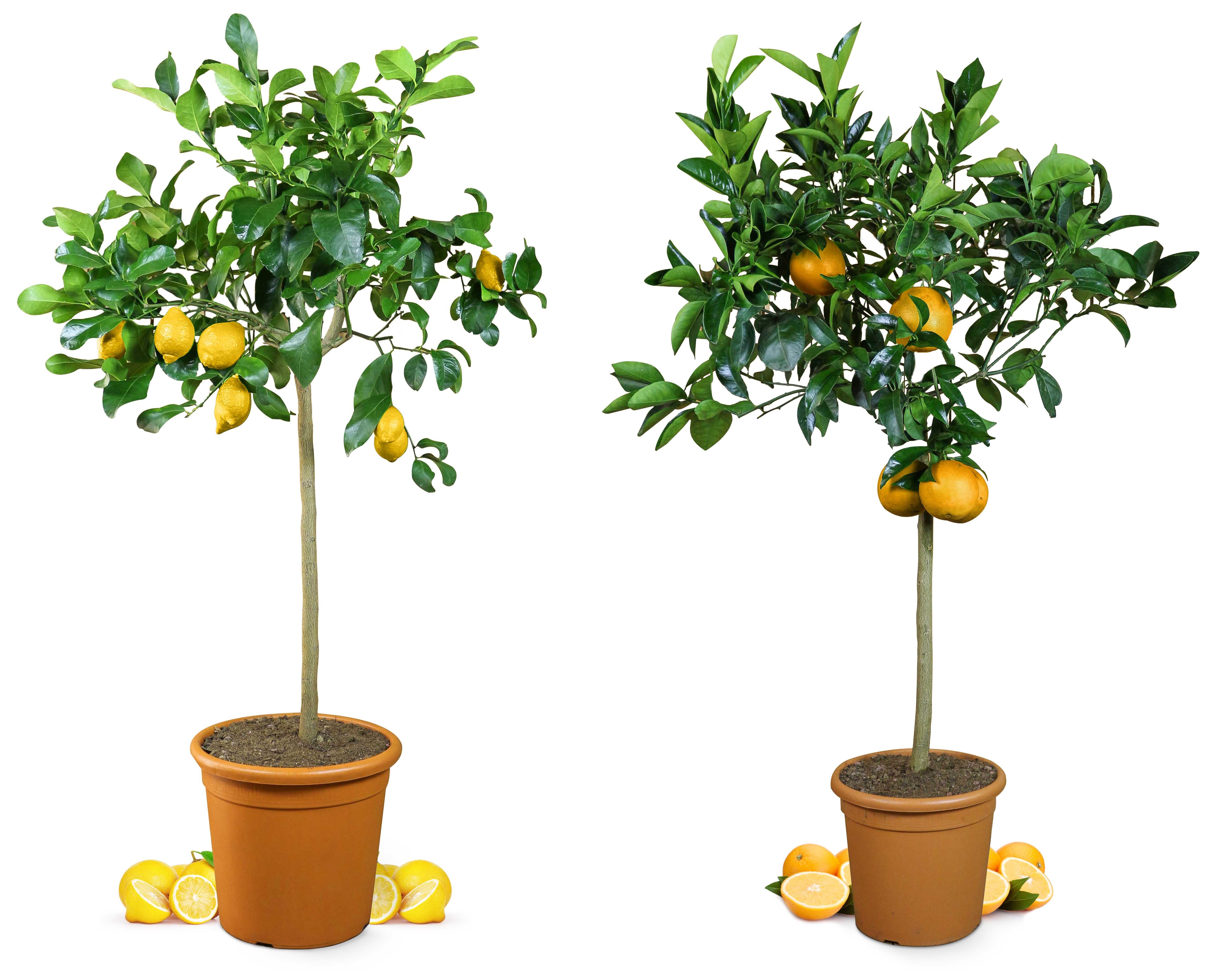 Citrus Einsteigerpaket [Grande] Zitrone & Orange - Die zwei Klassiker - 1x Citrus limon & 1x Citrus sinensis