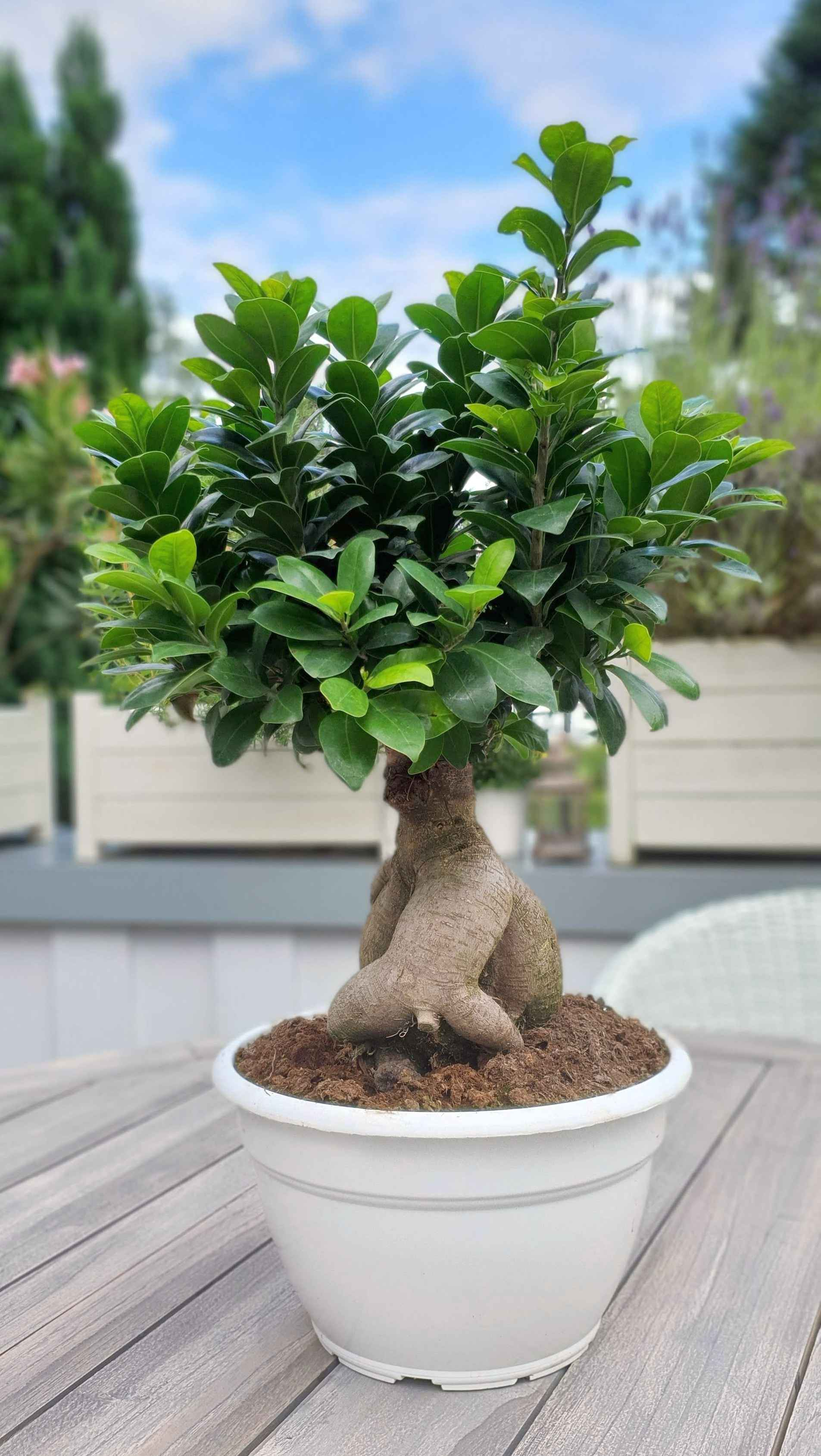 Bonsai "Ficus Ginseng" Mezzo - Ficus Microcarpa - Chinesischer Feigenbaum  - Bonsaipflanze für drinnen und draußen - Lorbeerfeige - Ficus Retusa