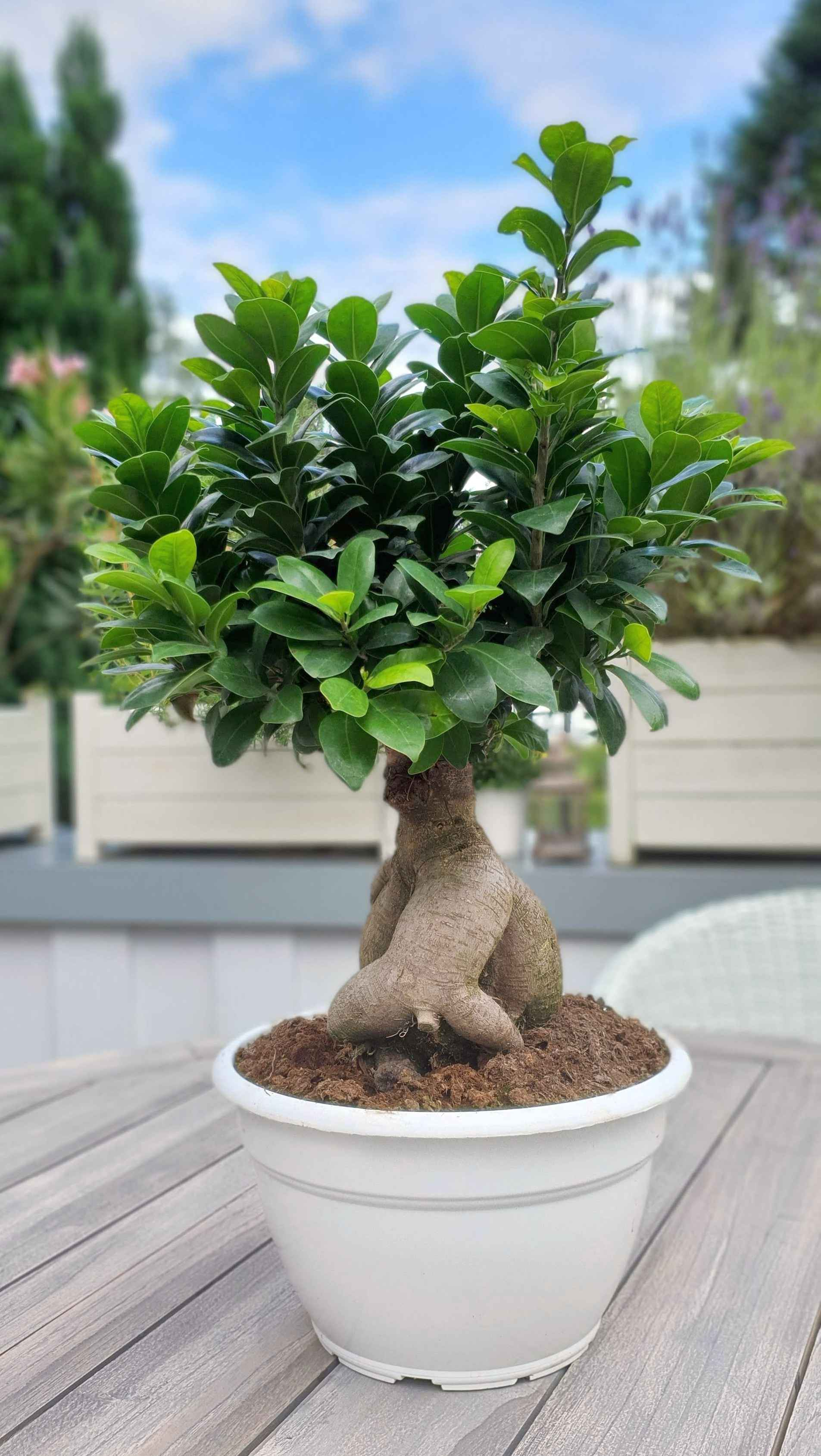 Bonsai Ficus Ginseng [Mezzo] - Ficus Microcarpa - Chinesischer Feigenbaum  - Bonsaipflanze für drinnen und draußen - Lorbeerfeige - Ficus Retusa