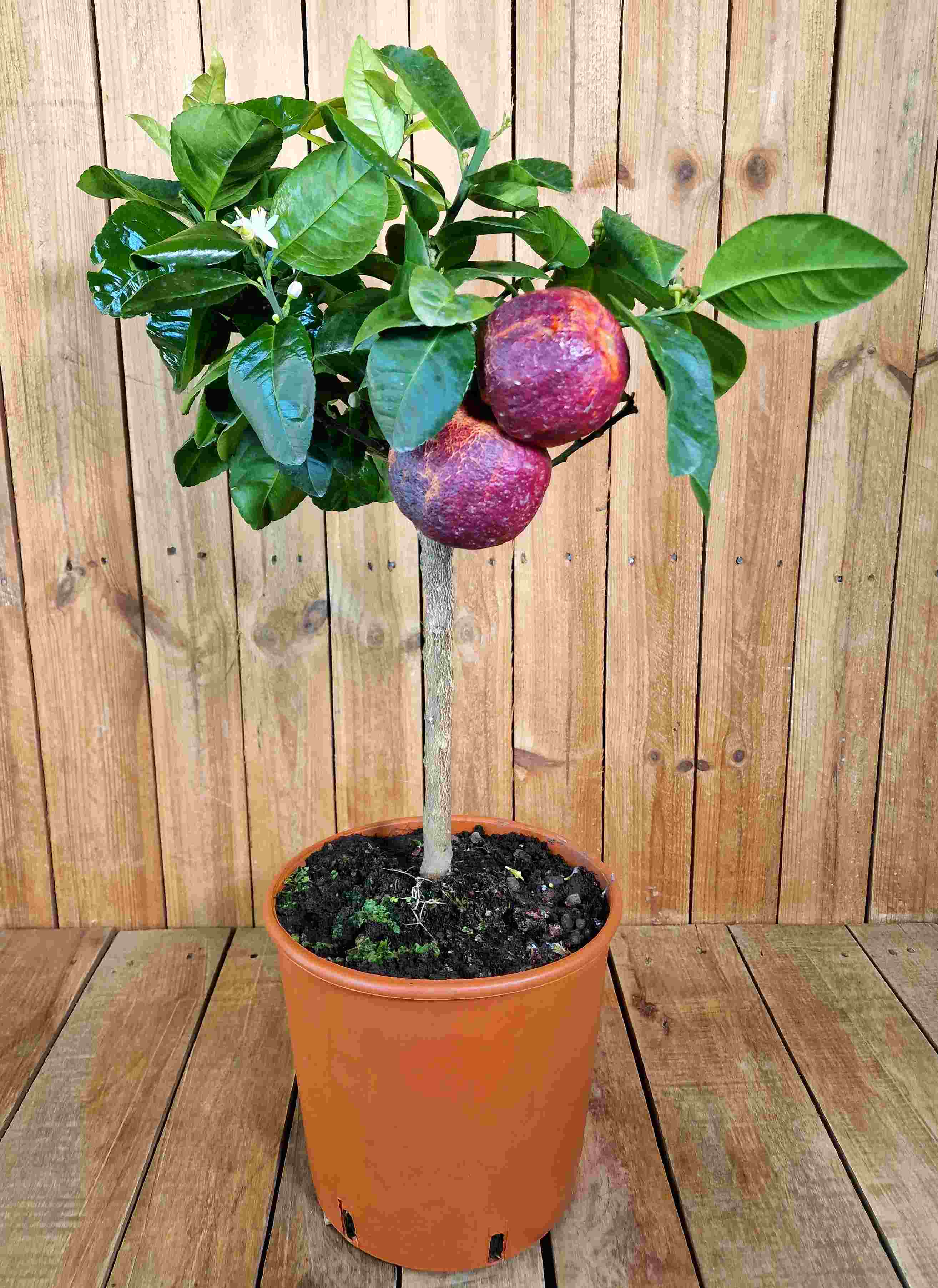 Orangenbaum 'Arcobal' - Citrus Sinensis 'Arcobal' - Regenbogen Orange
