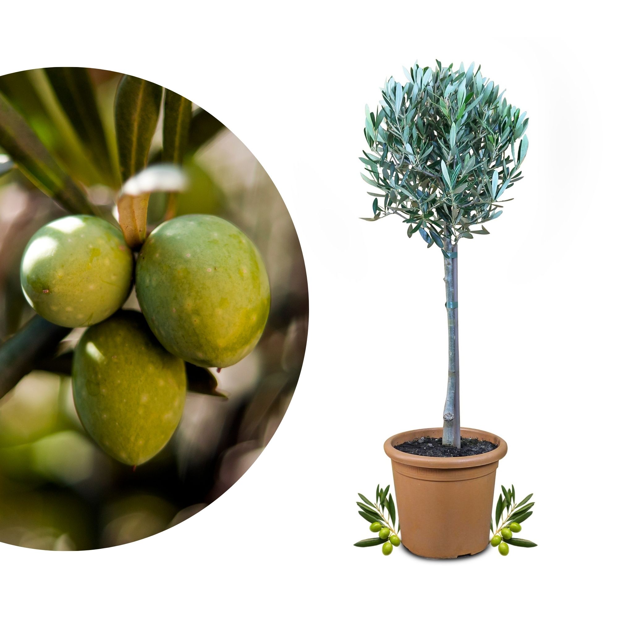 Olivenbaum [Piccolo] - Olea europaea - echte Olive
