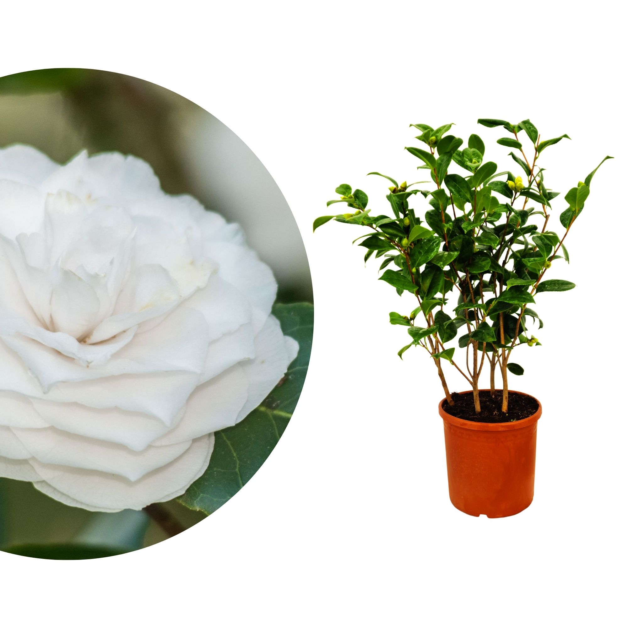 Kamelie [Mezzo] Winter’s Snowman