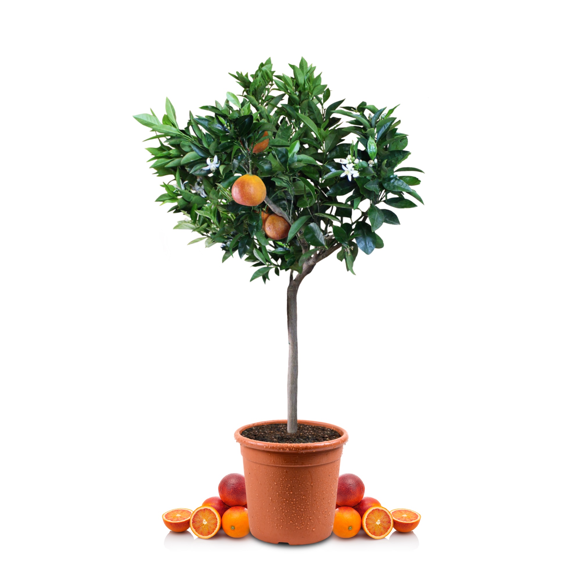 Blutorangenbaum Sanguinello - Citrus Sinensis 'Sanguinello'