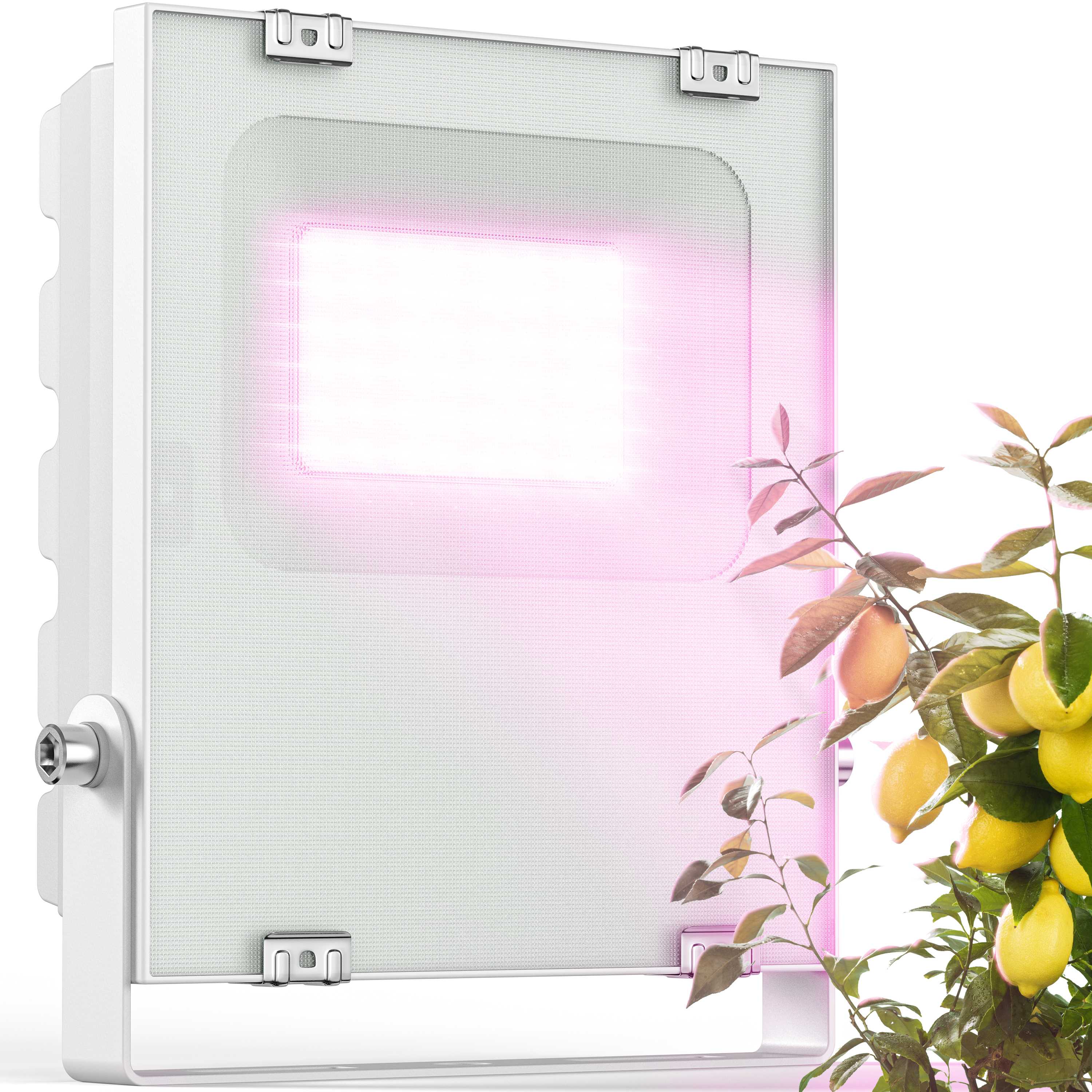 LED-Pflanzenlampe [20W] Vollspektrum: Zitruspflanzen-Überwinterung