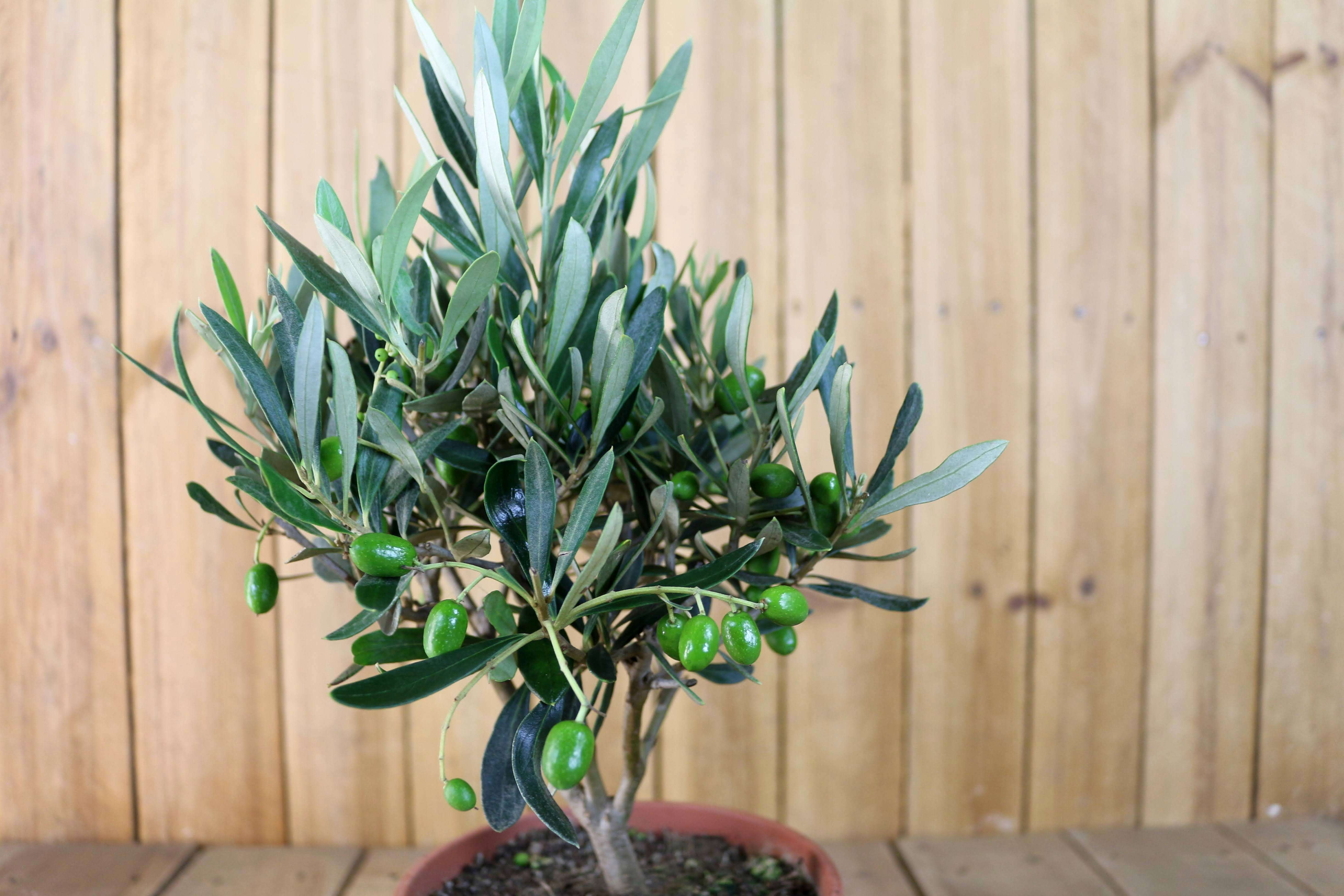 Olivenbaum [Piccolino] - Olea europaea - echte Olive