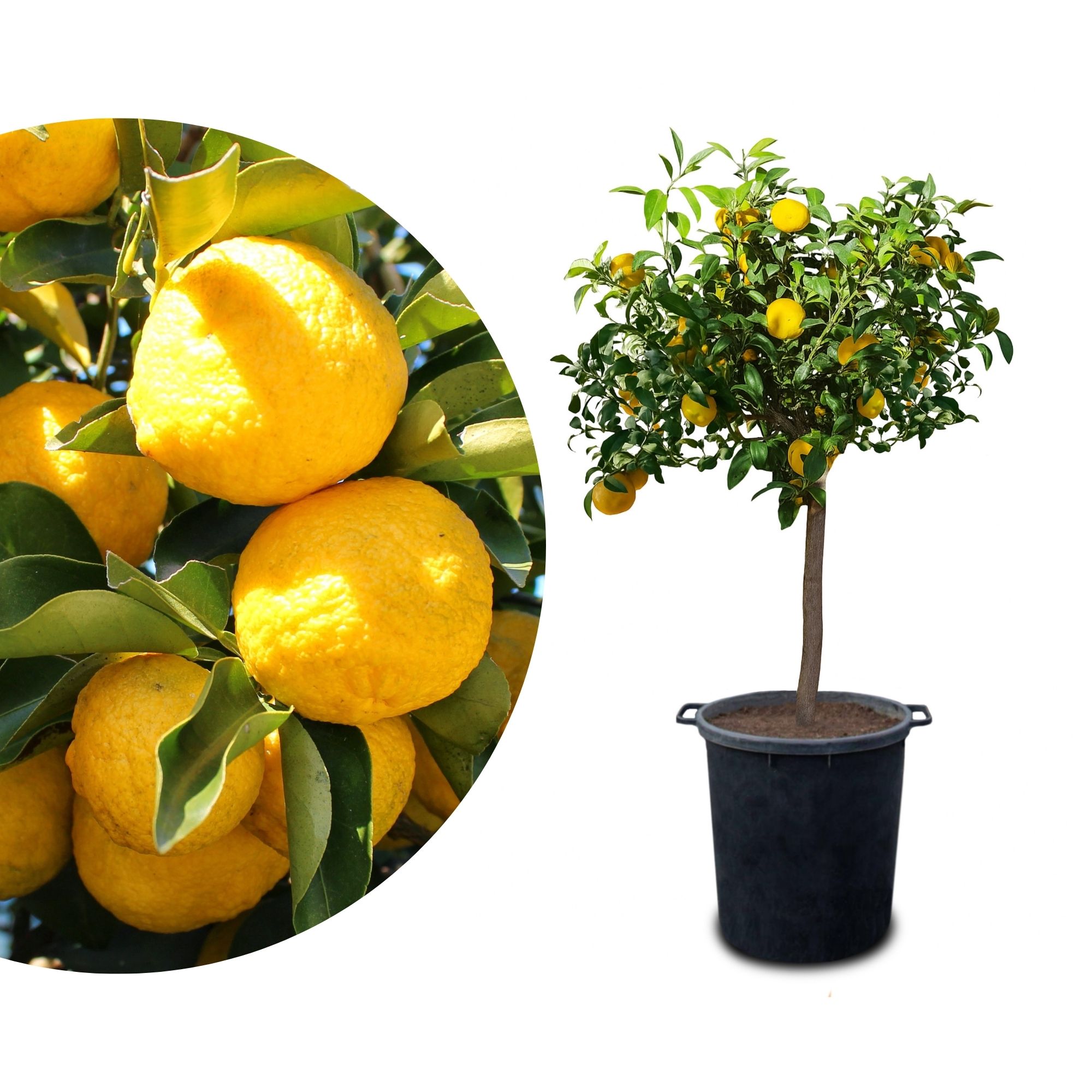 Yuzu [Molto Grande] - Citrus junos - Citrus ichangensis × Citrus reticulata