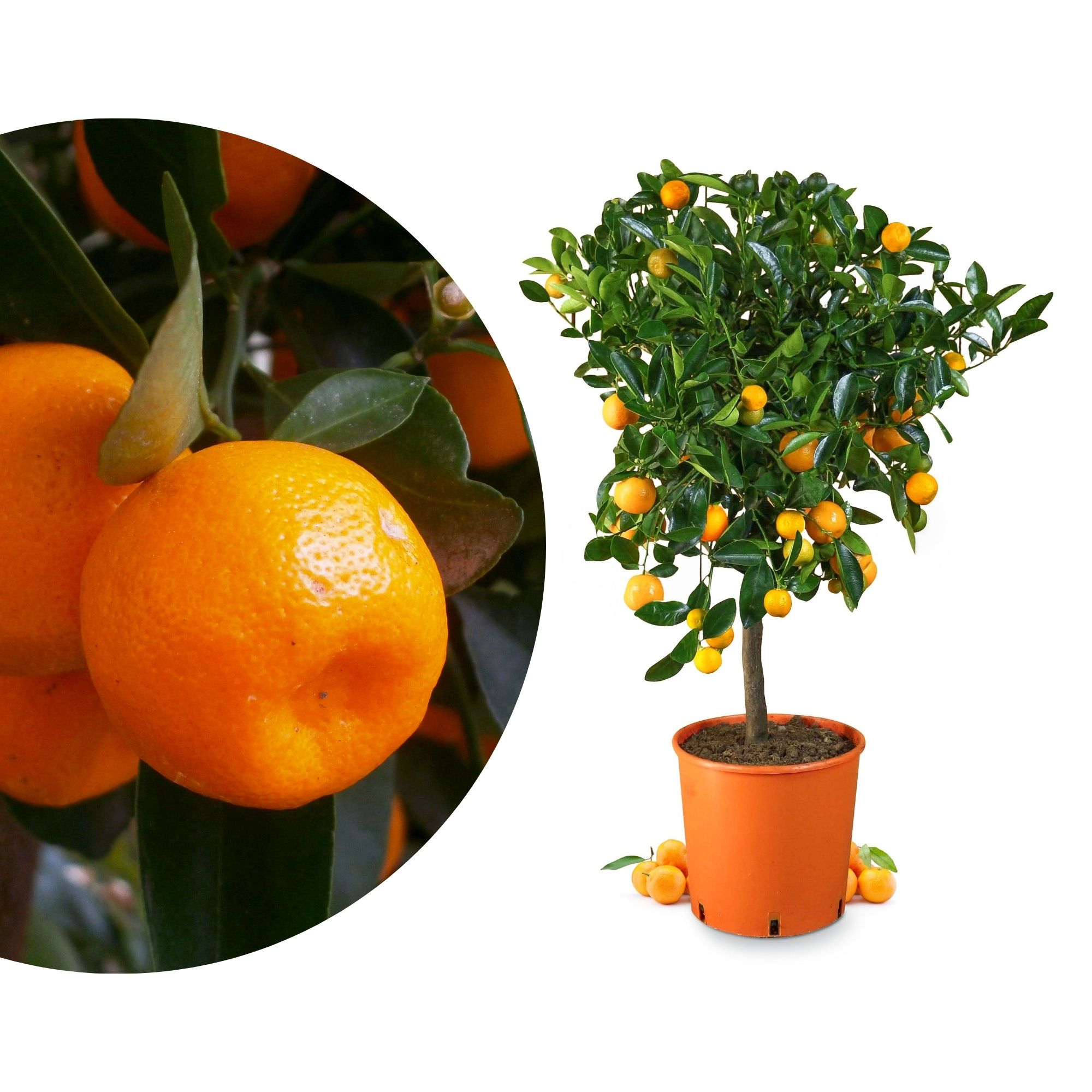 Calamondin - Calamansi - Citrus Mitis Calamondin - Calamansi - Citrus Mitis